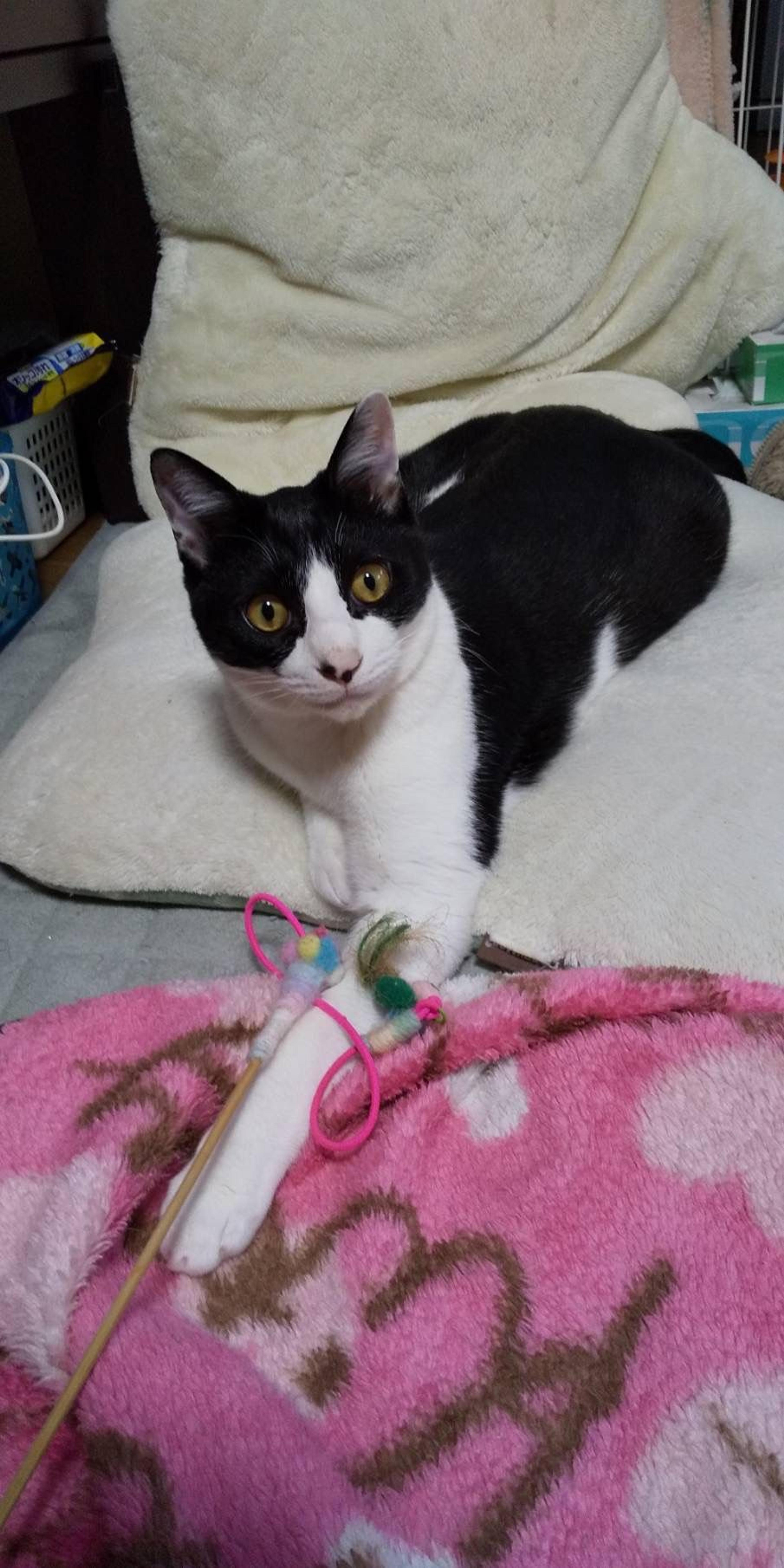 pet-image-4