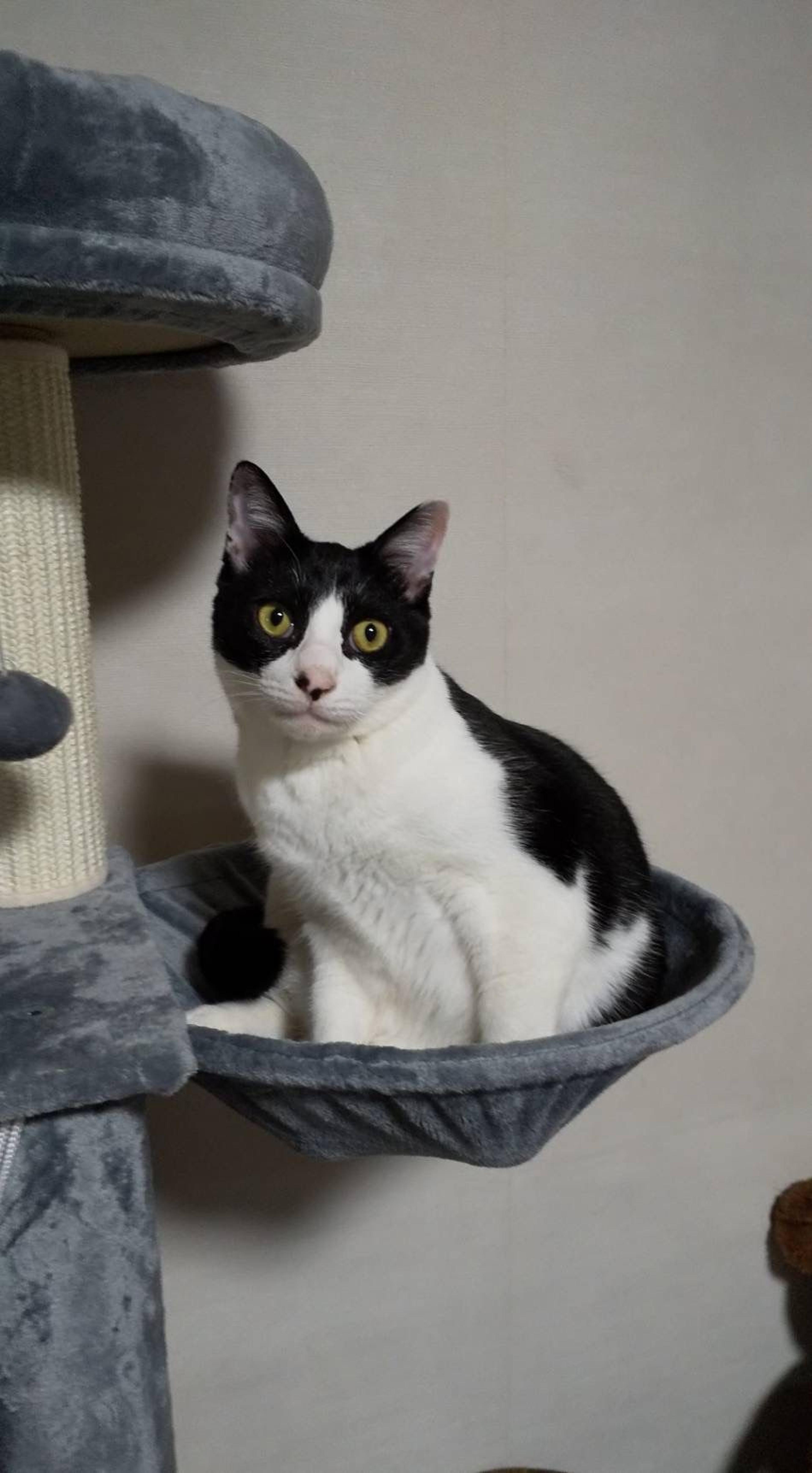 pet-image-5