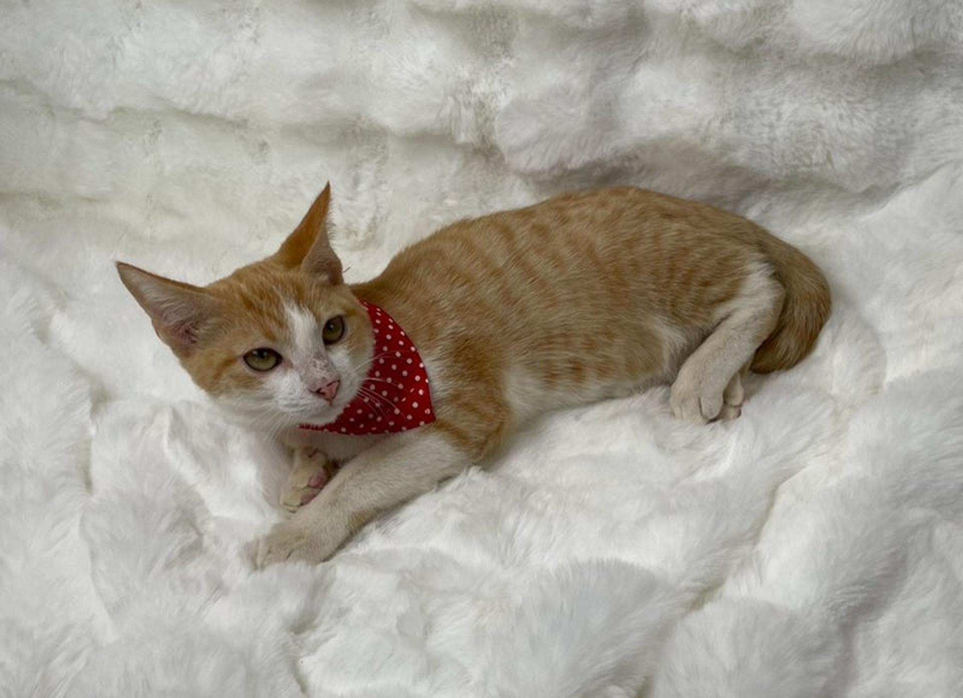 pet-image-4