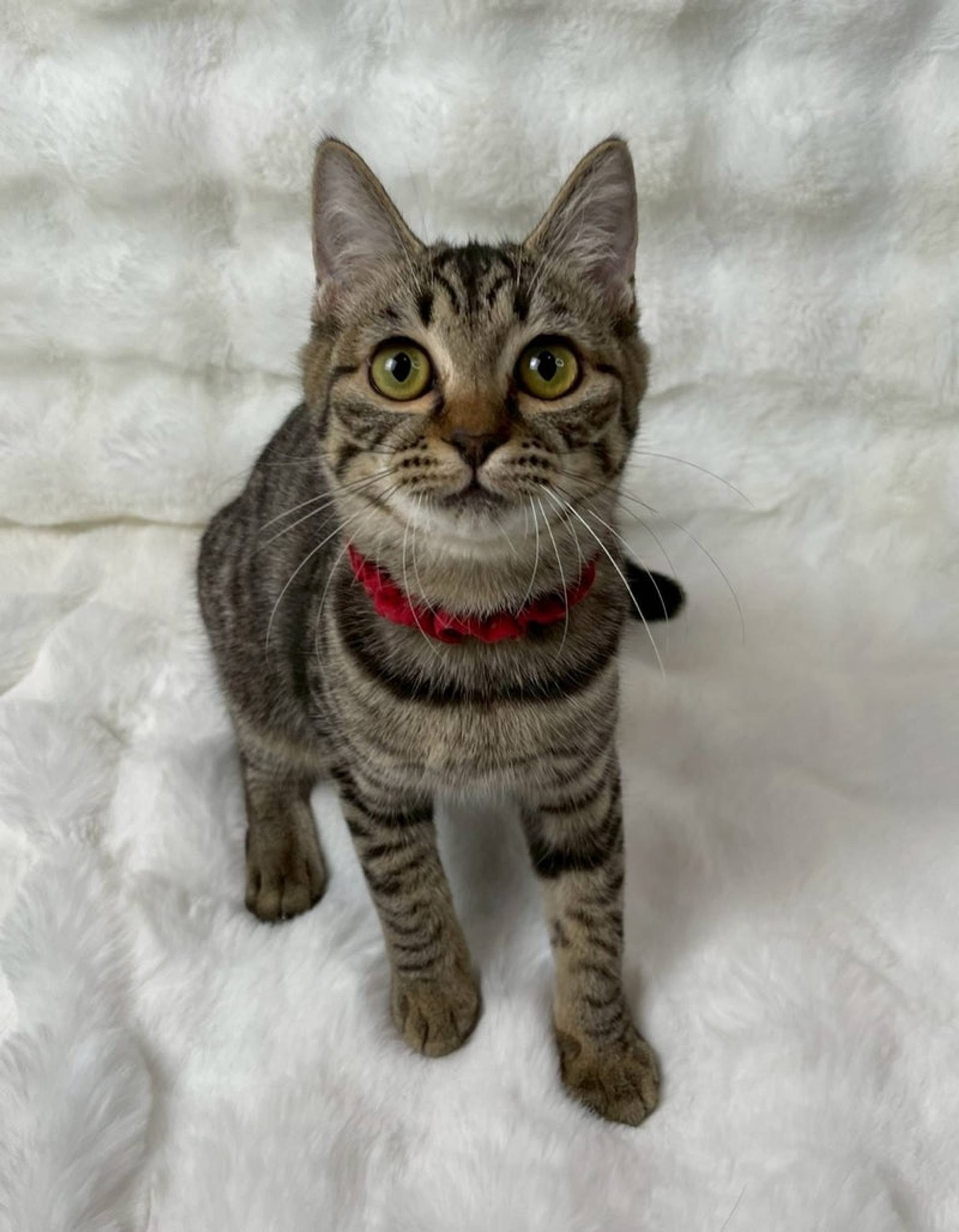雑種（ミックス猫）・メスの里親募集の写真
