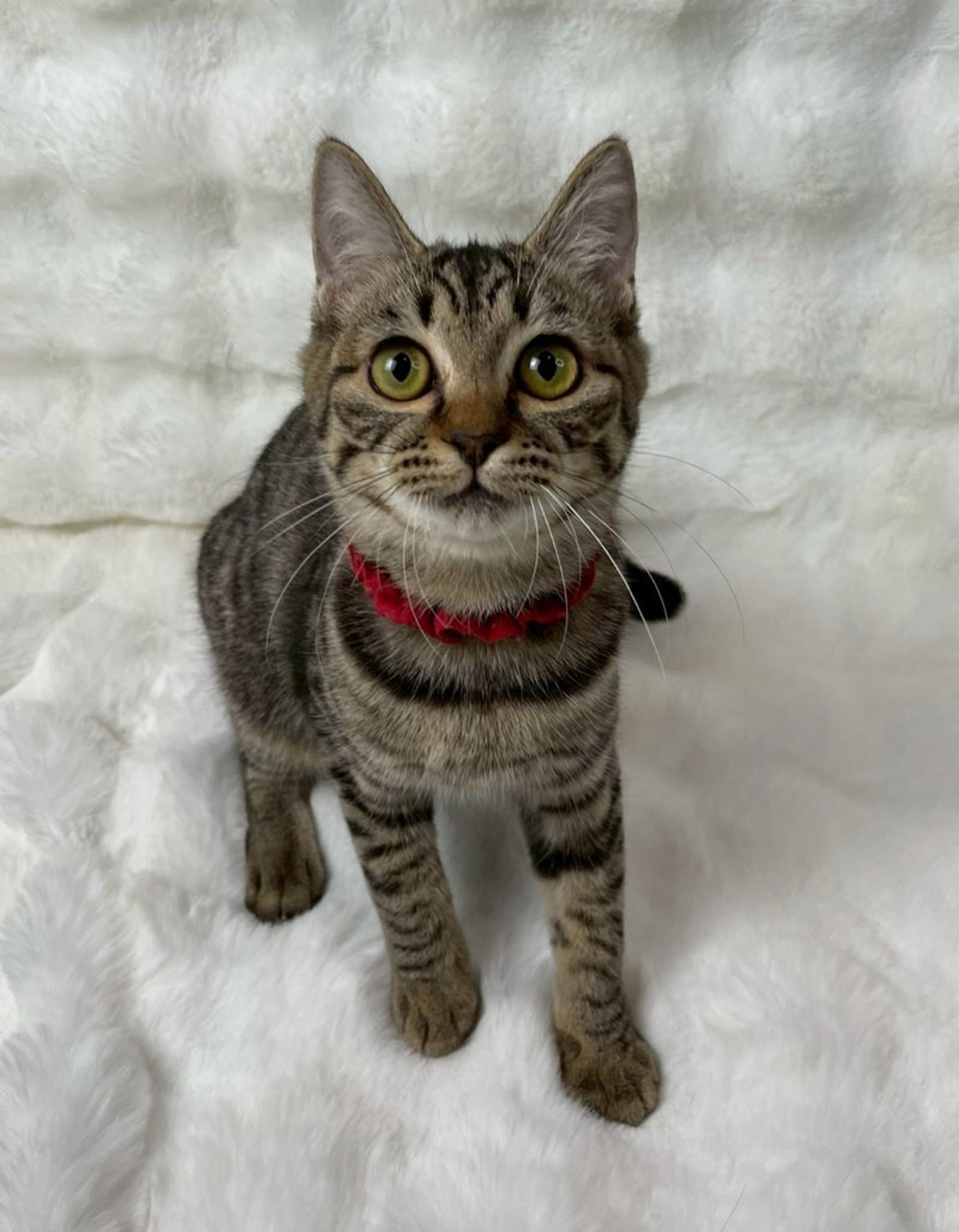 雑種（ミックス猫）・メスの里親募集の写真