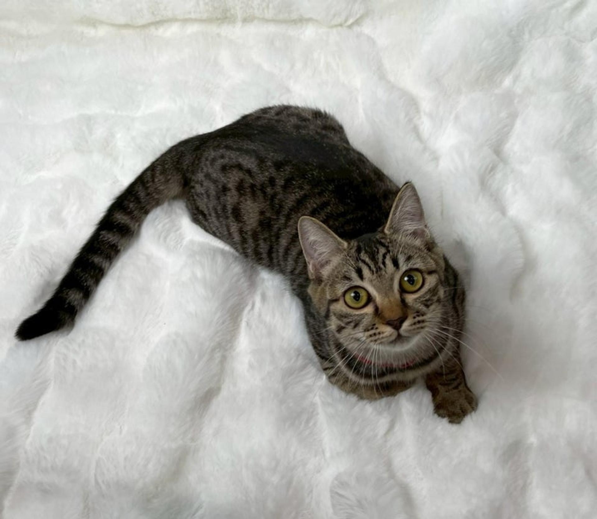 pet-image-3