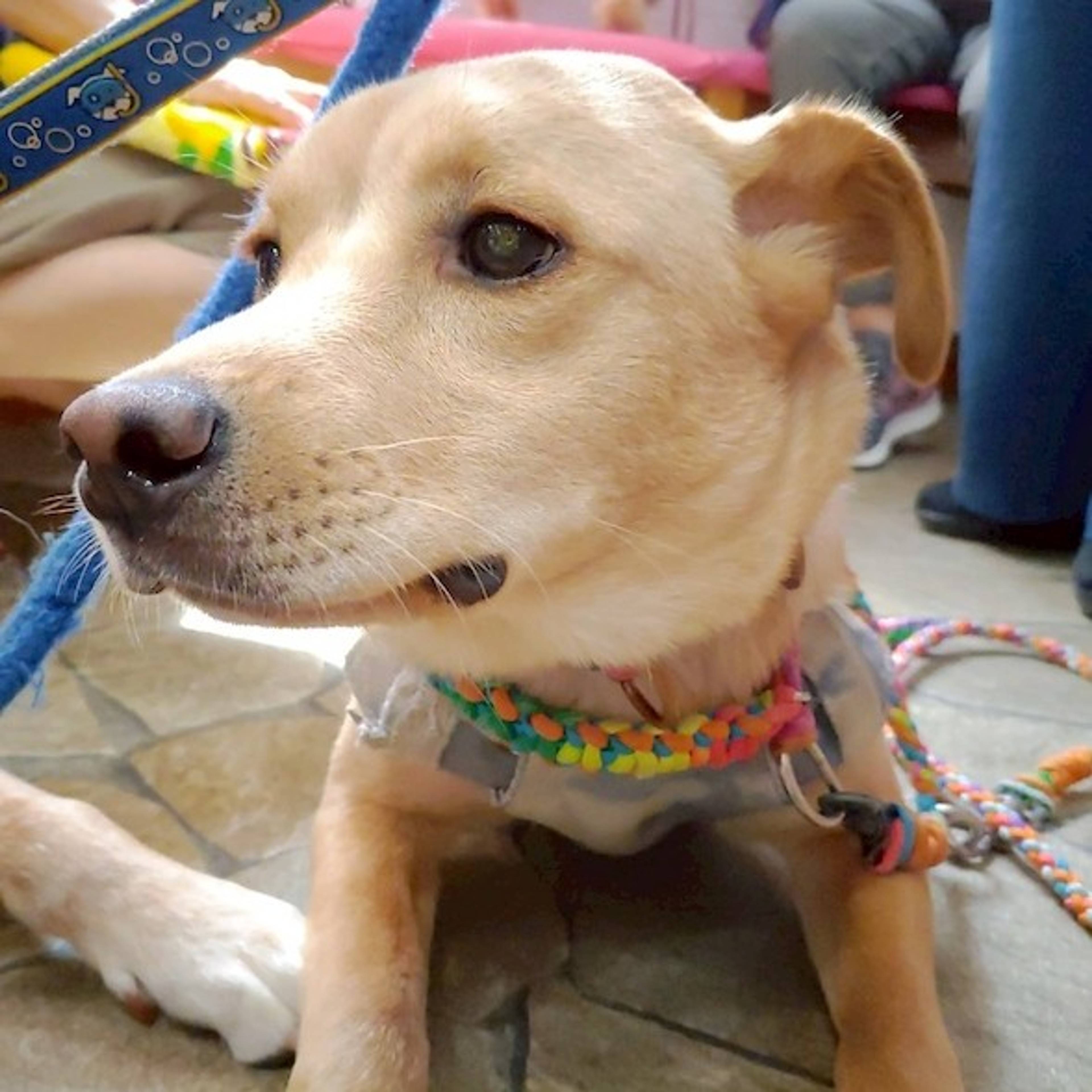 雑種（ミックス犬）・オスの里親募集の写真