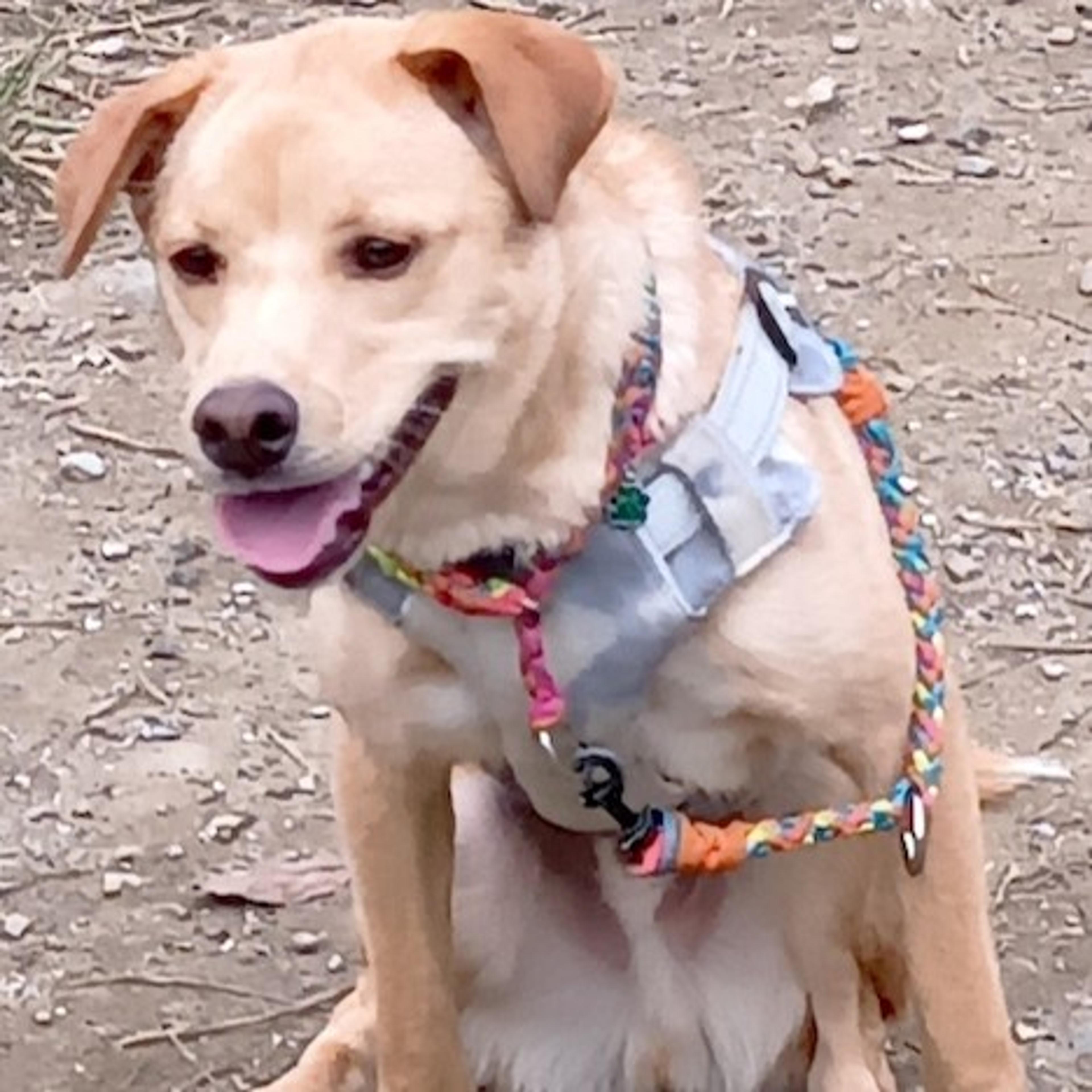 pet-image-2