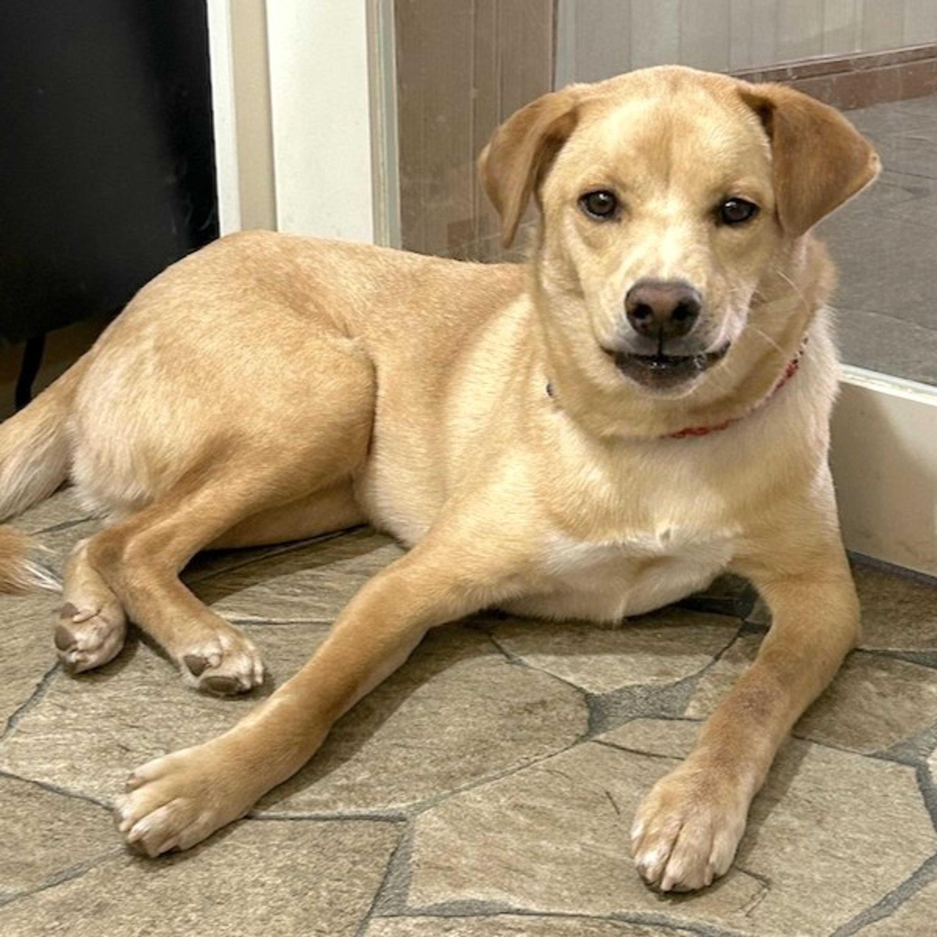 pet-image-3