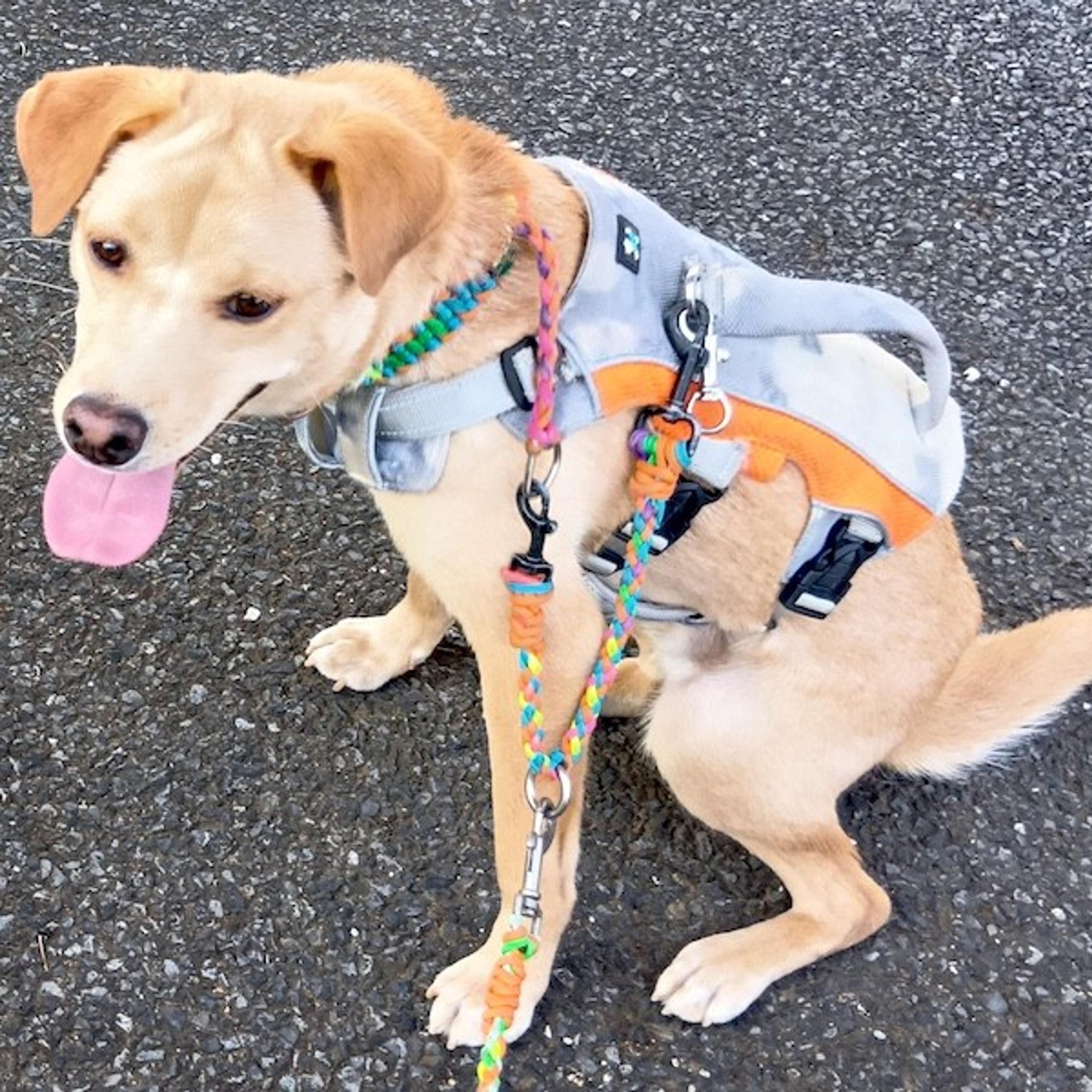 pet-image-4