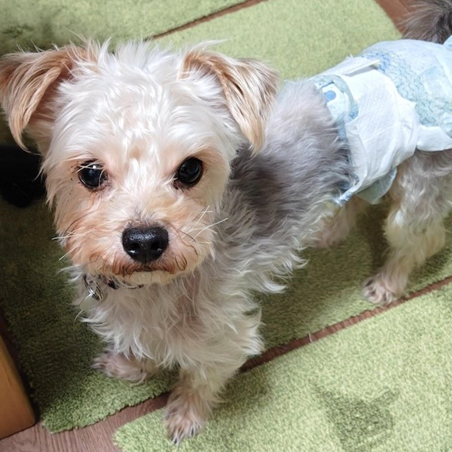 pet-image-3