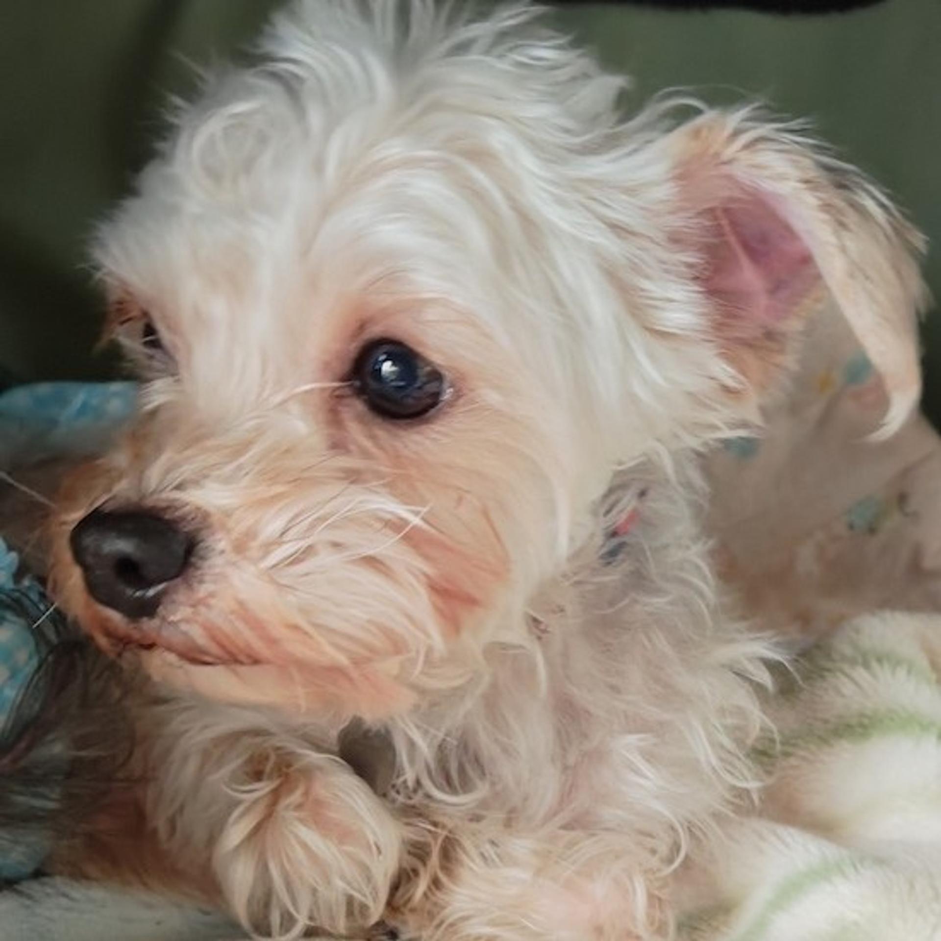 pet-image-4