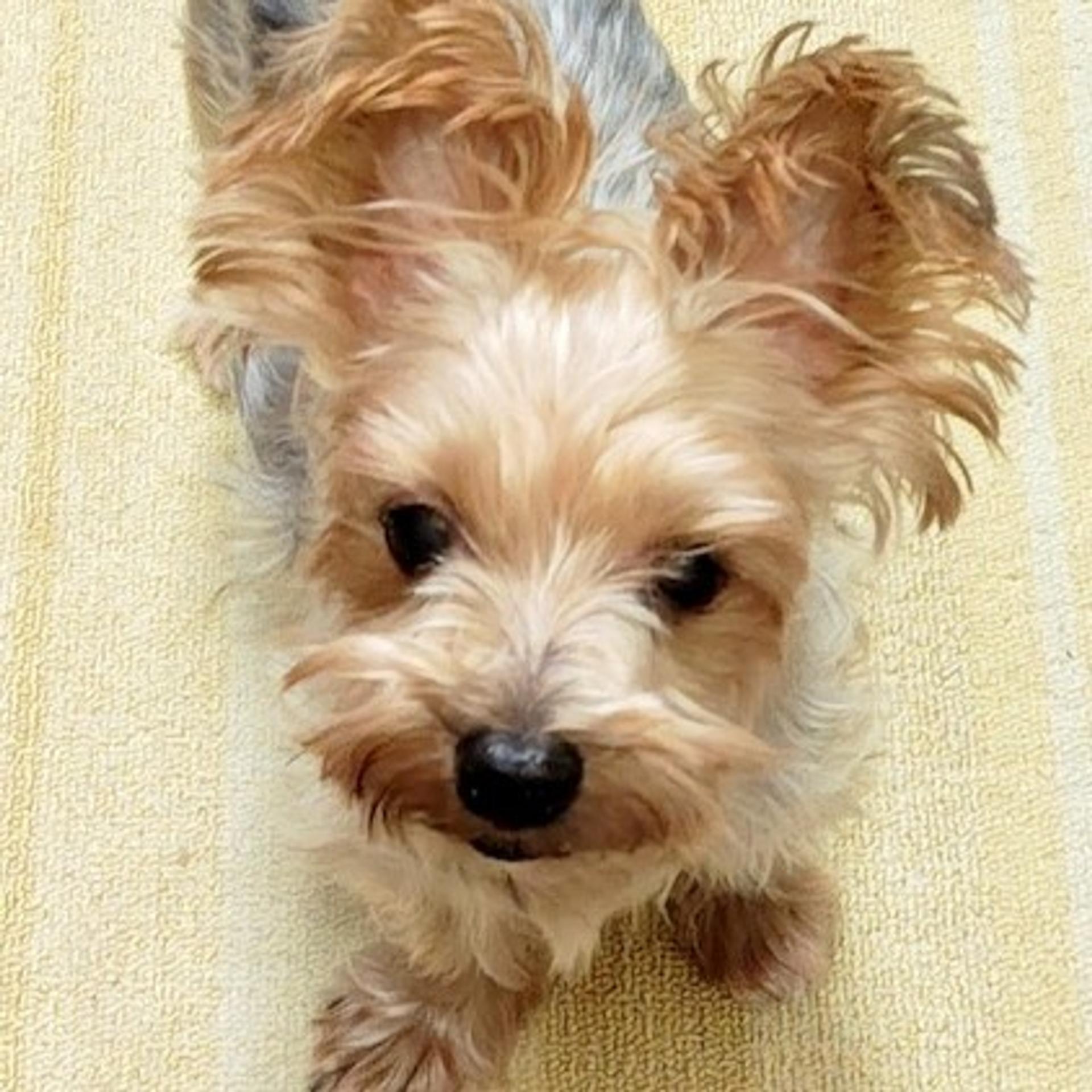 pet-image-3