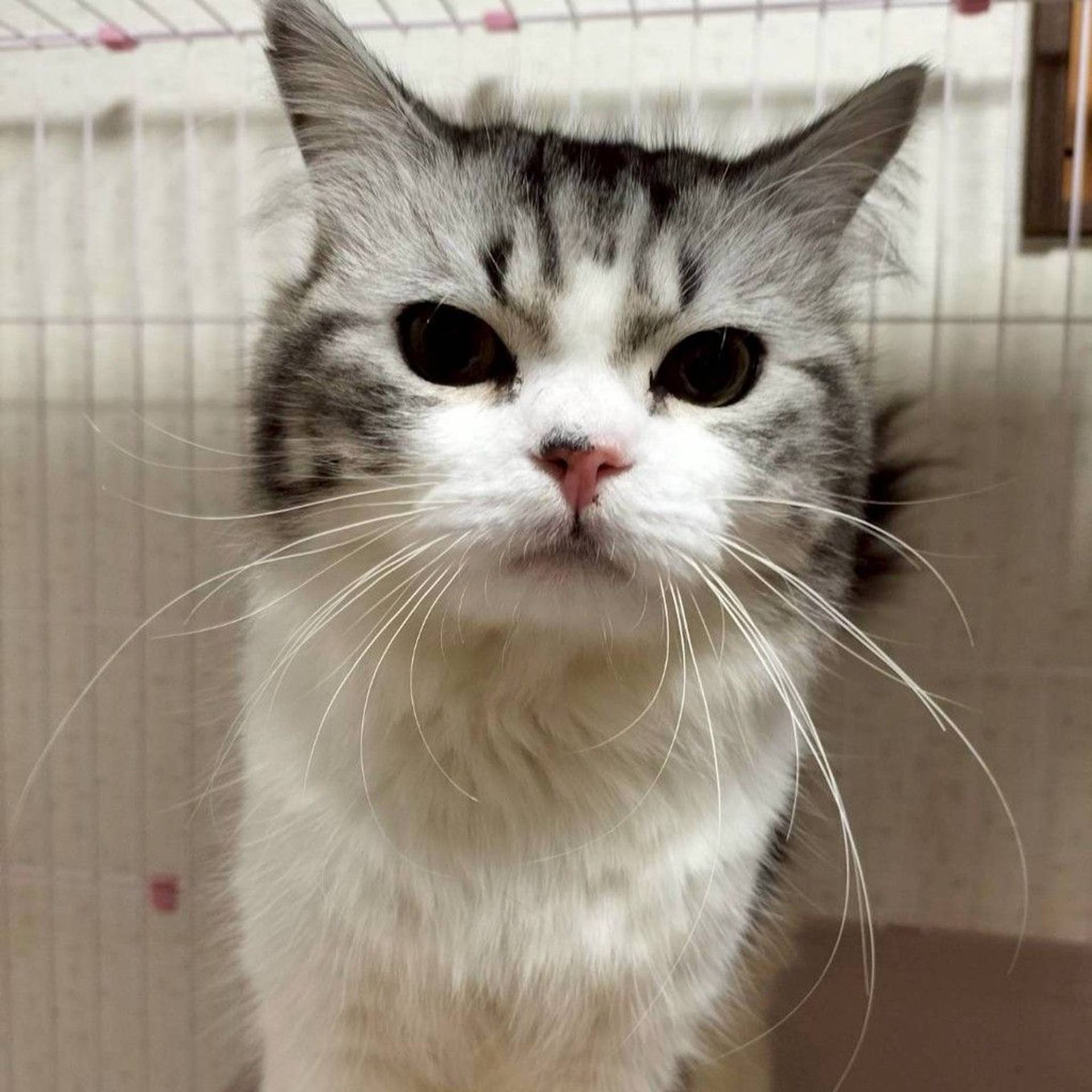 雑種（ミックス猫）・オスの里親募集の写真