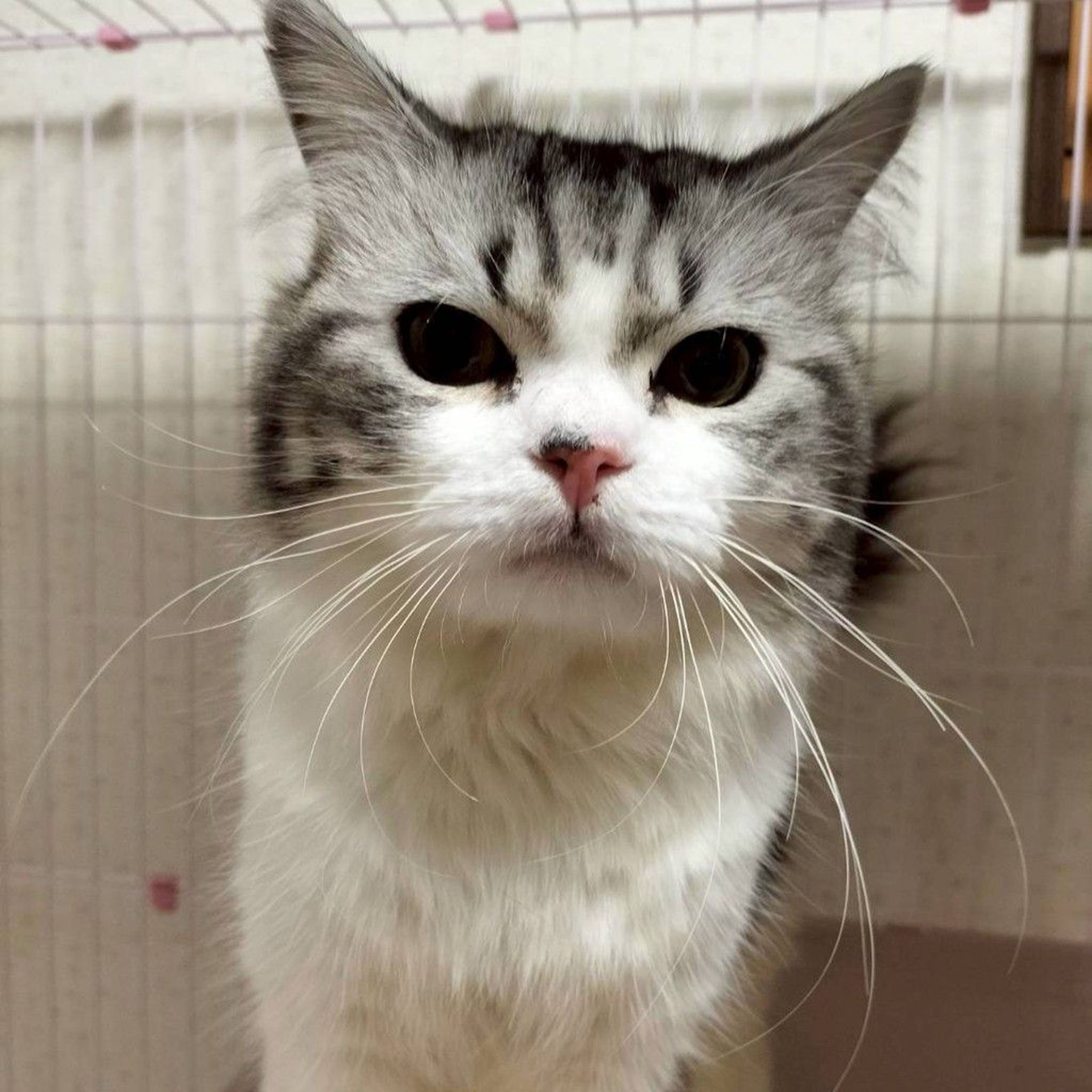 雑種（ミックス猫）・オスの里親募集の写真