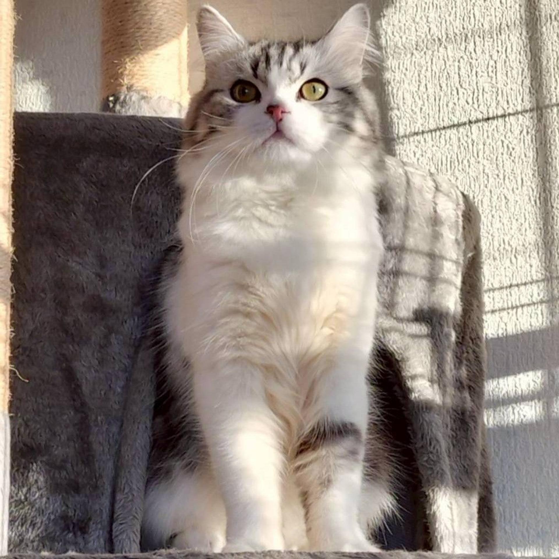 pet-image-5