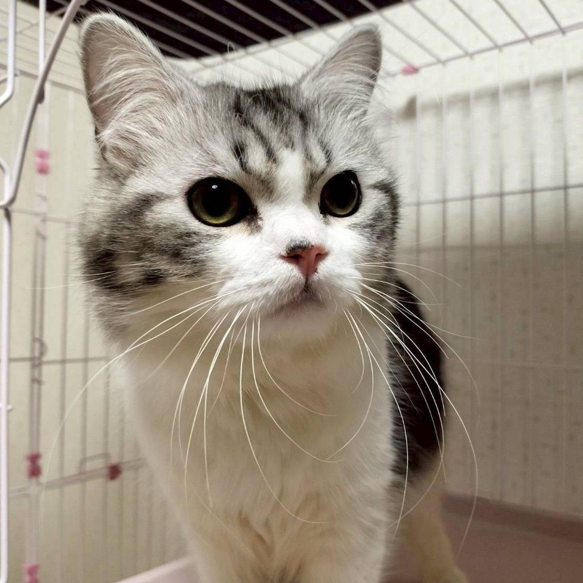 pet-image-7
