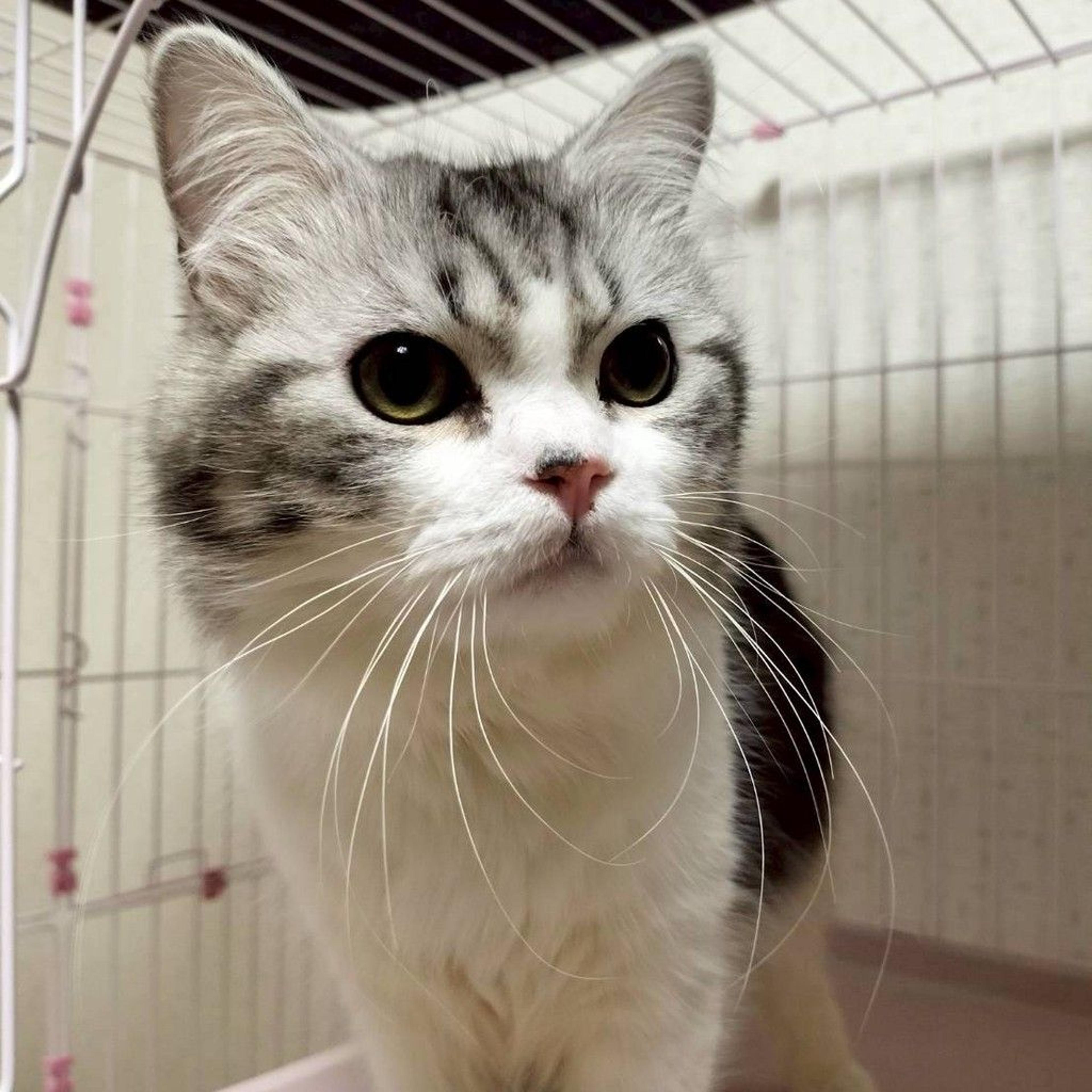 pet-image-7