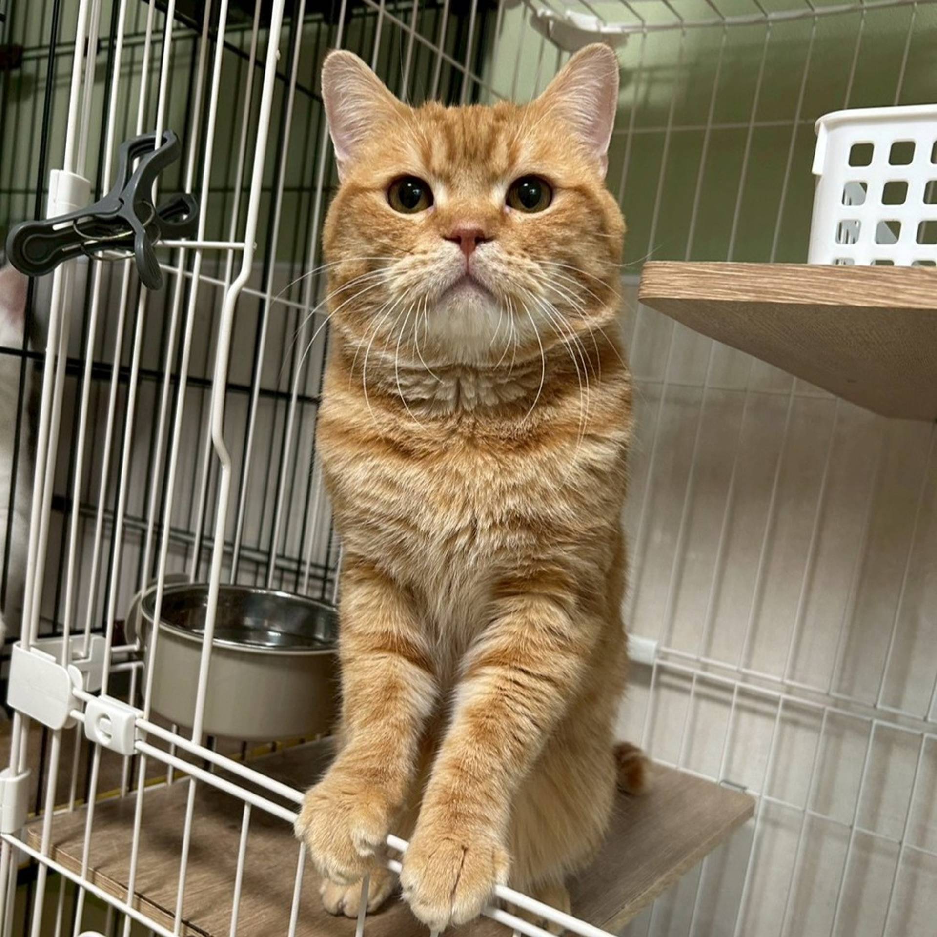雑種（ミックス猫）・オスの里親募集の写真