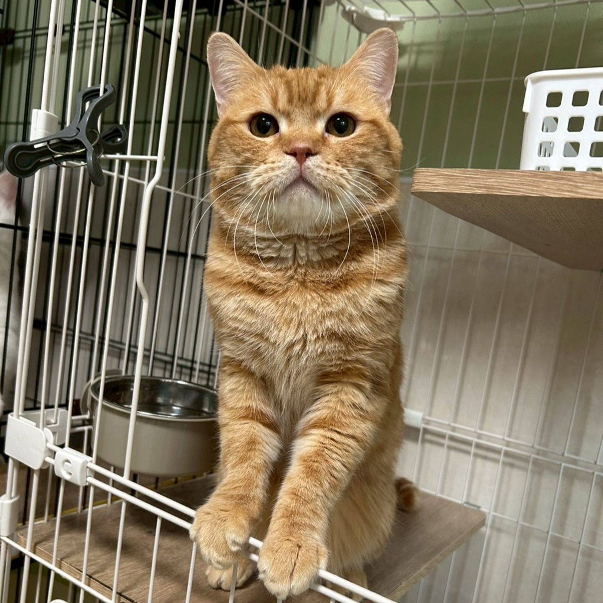 雑種（ミックス猫）・オスの里親募集の写真