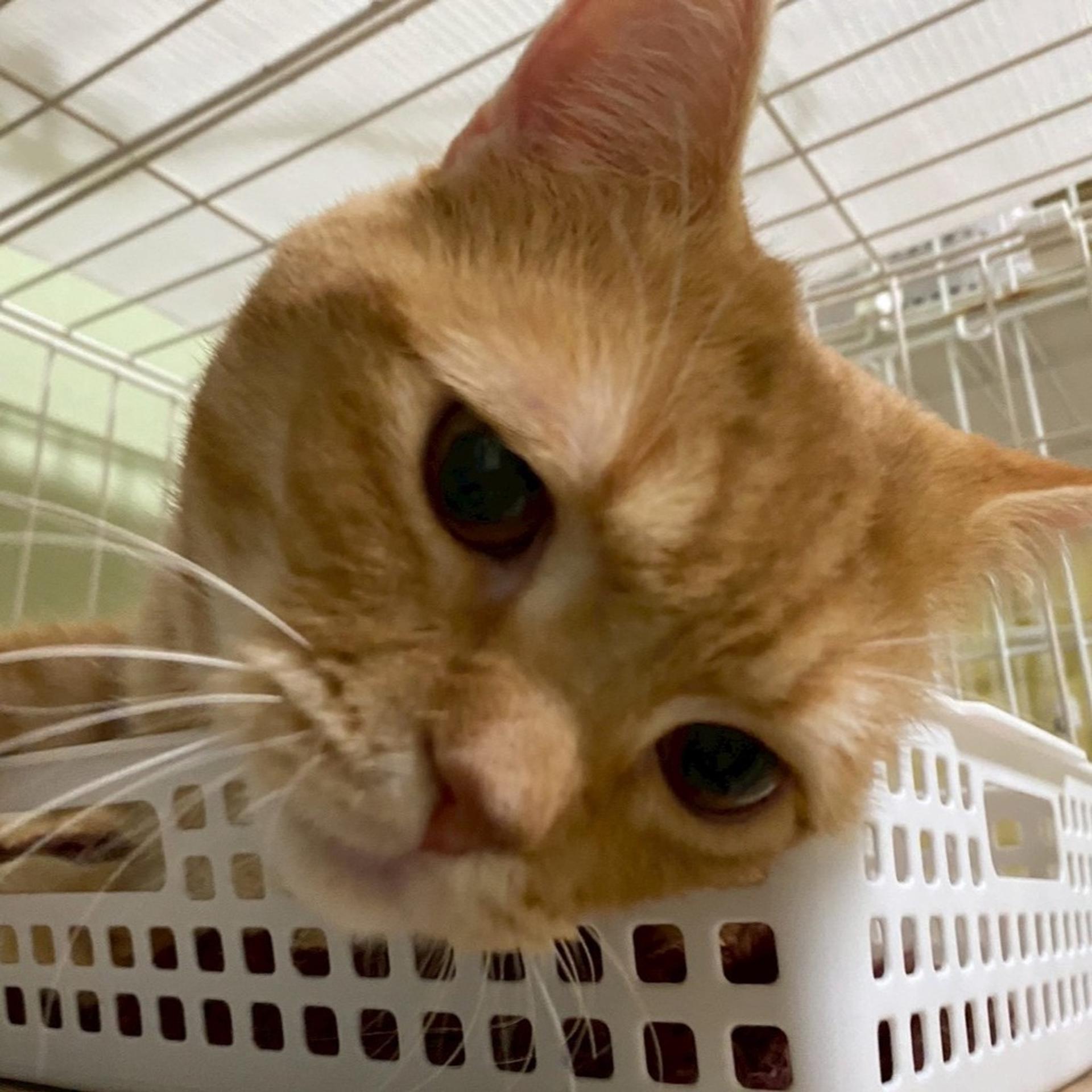 pet-image-4