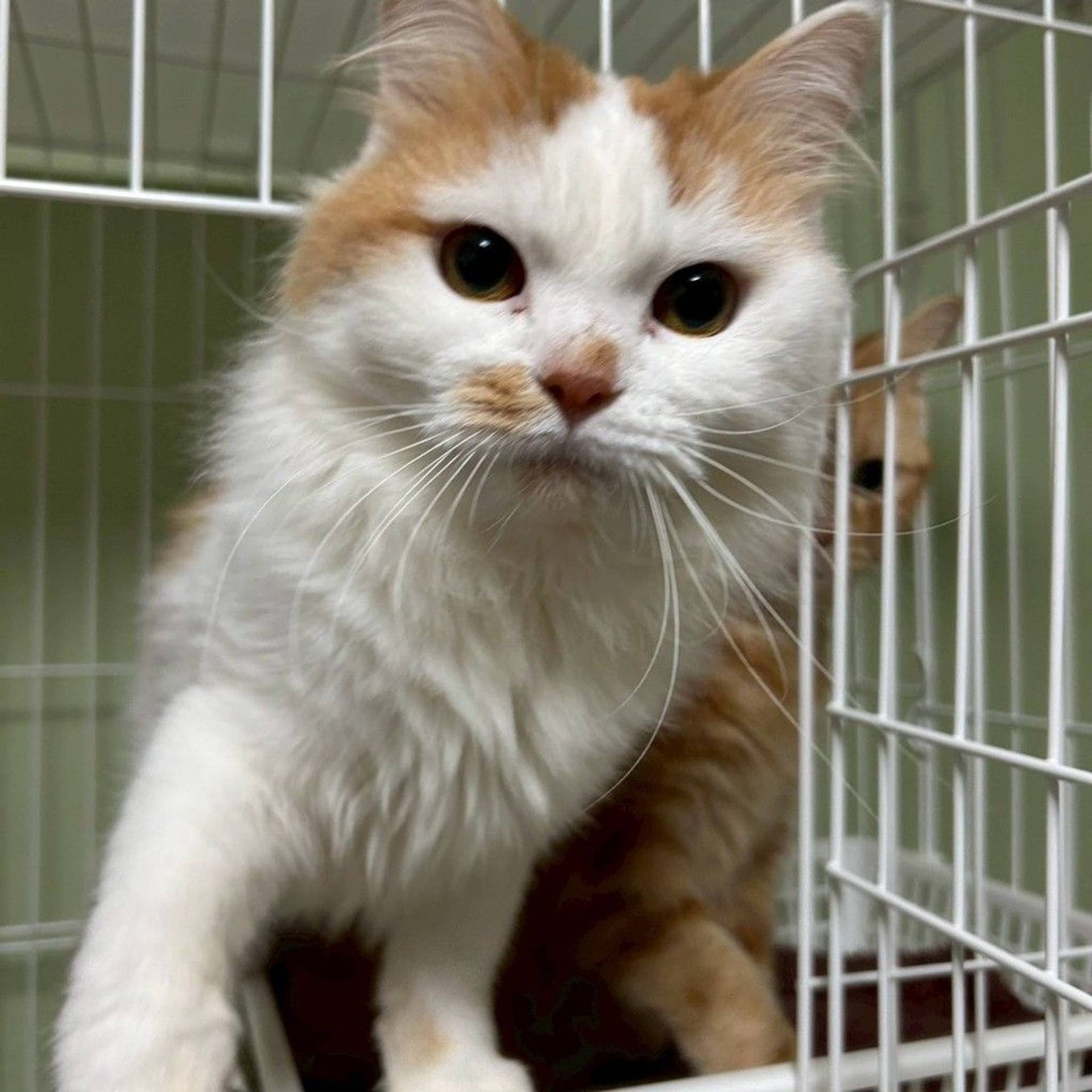 雑種（ミックス猫）・オスの里親募集の写真