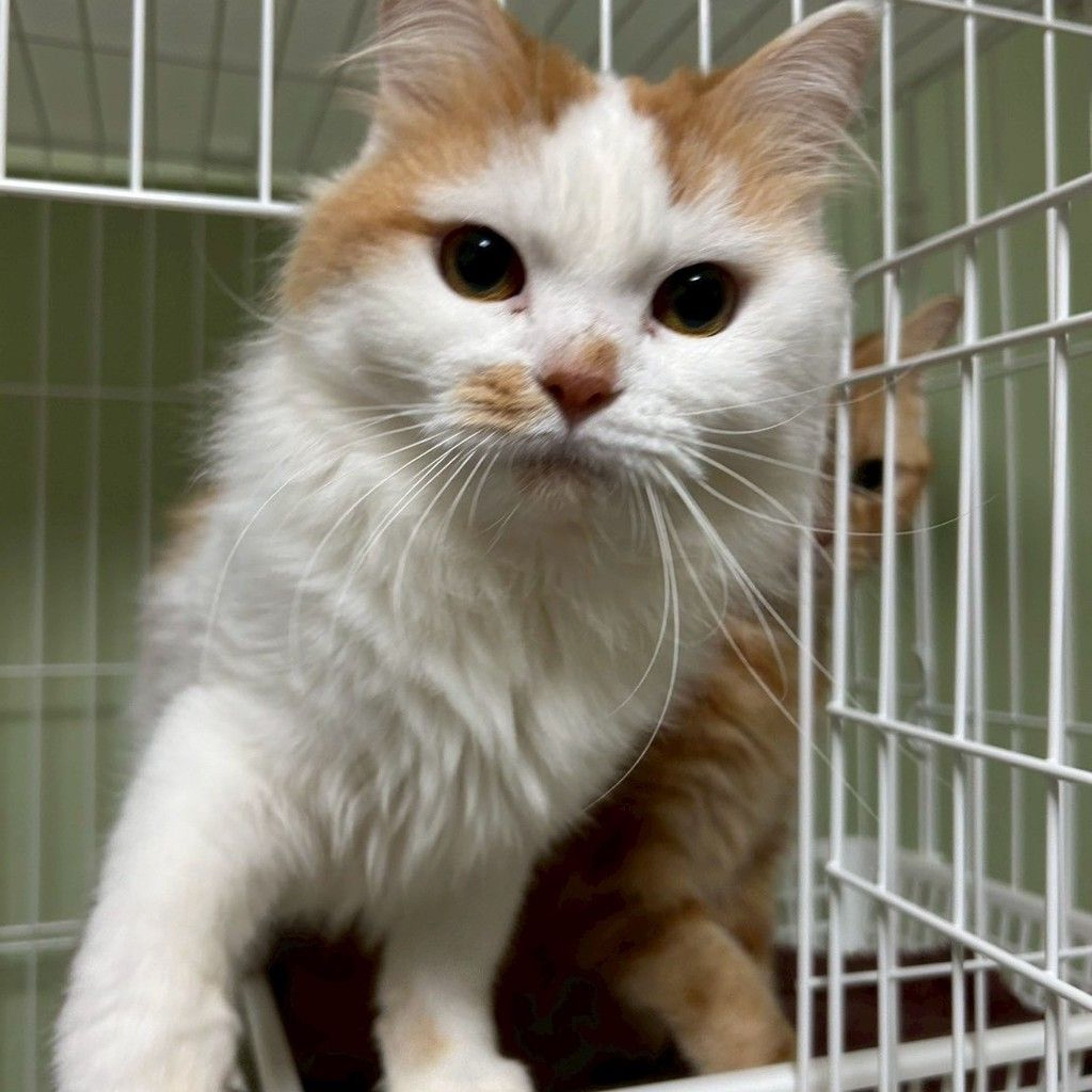 雑種（ミックス猫）・オスの里親募集の写真