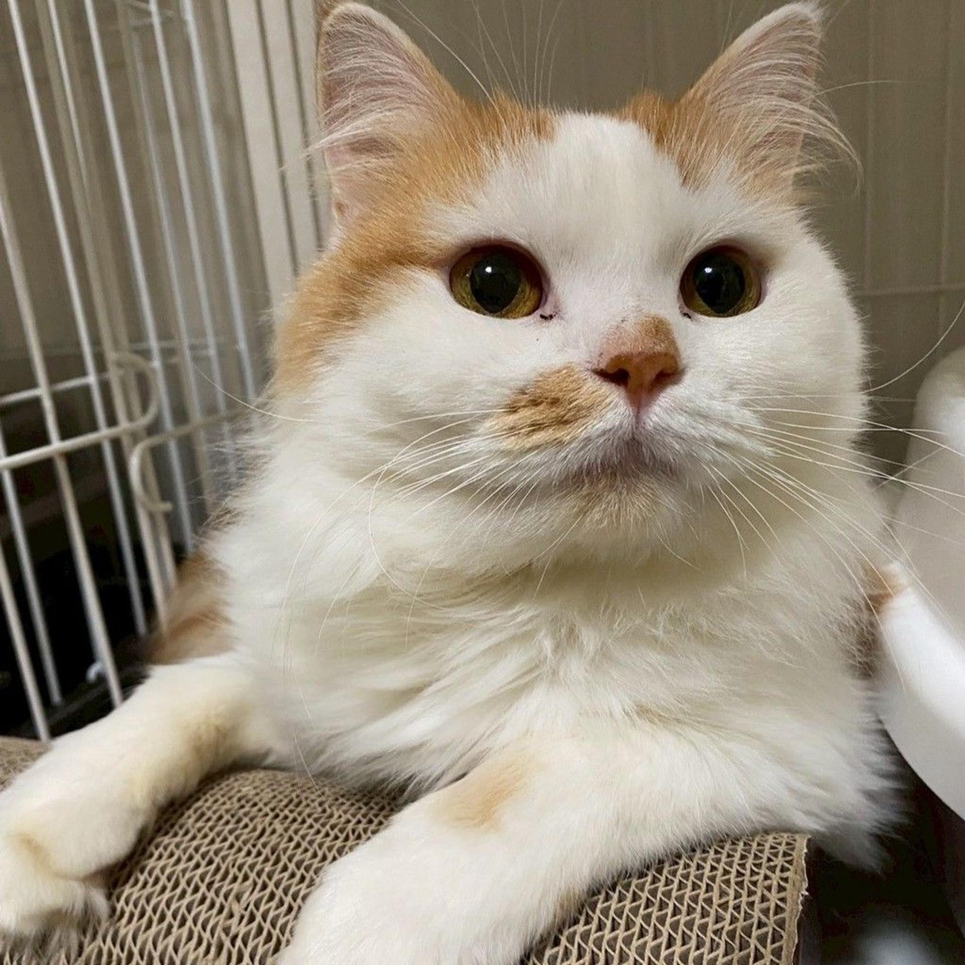 pet-image-2