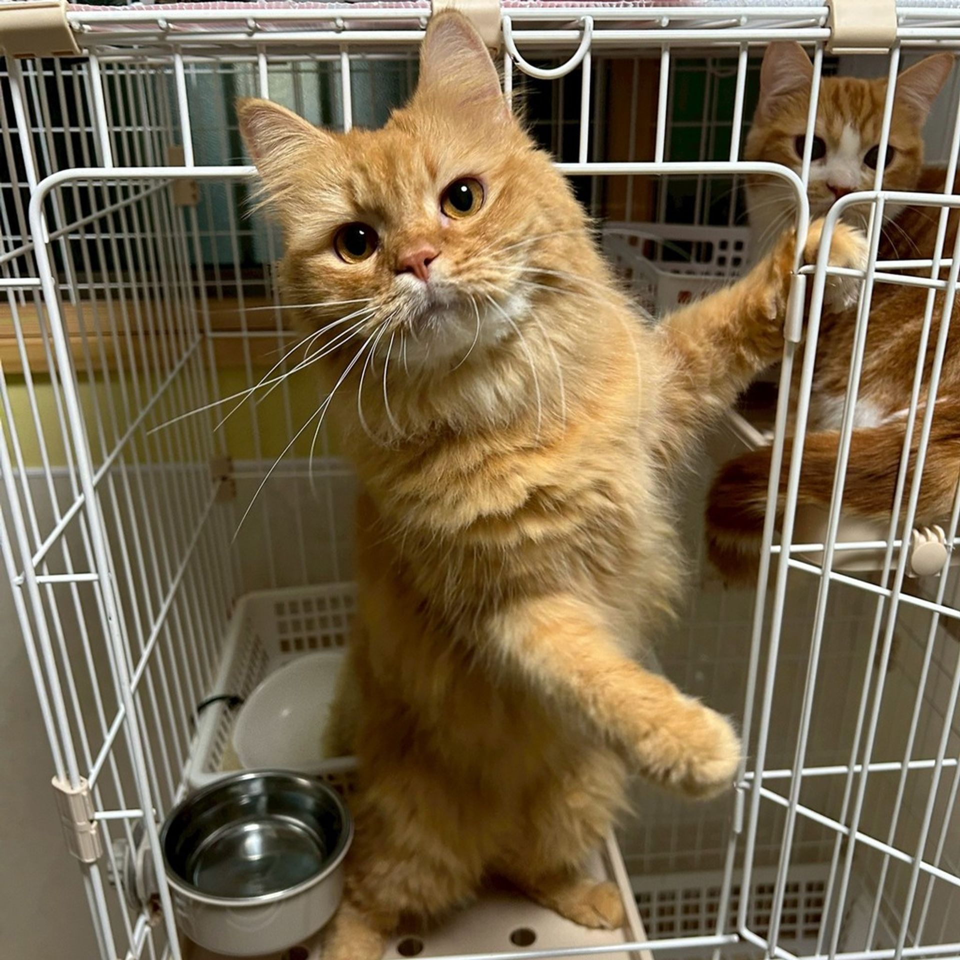 雑種（ミックス猫）・オスの里親募集の写真