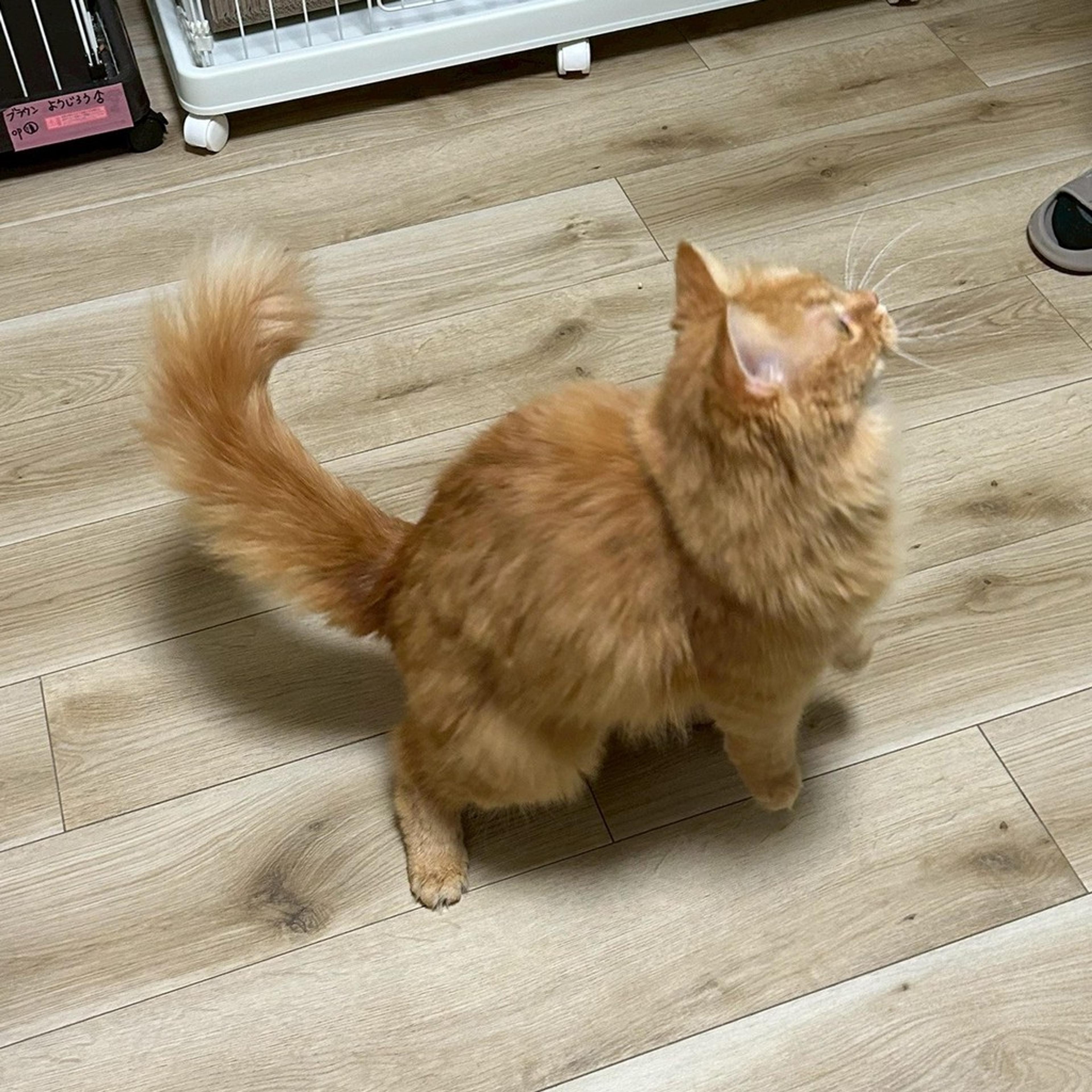 pet-image-3