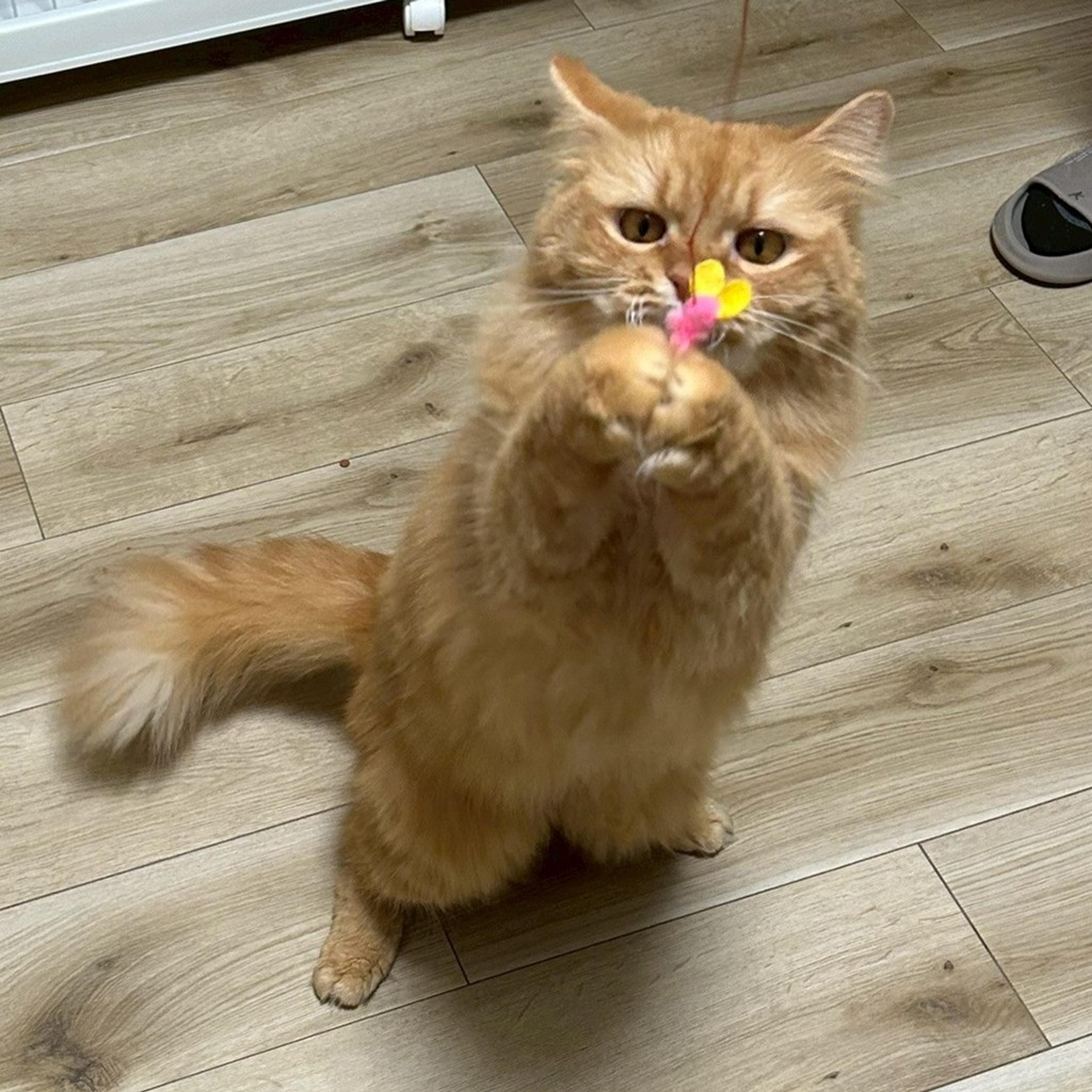 pet-image-4