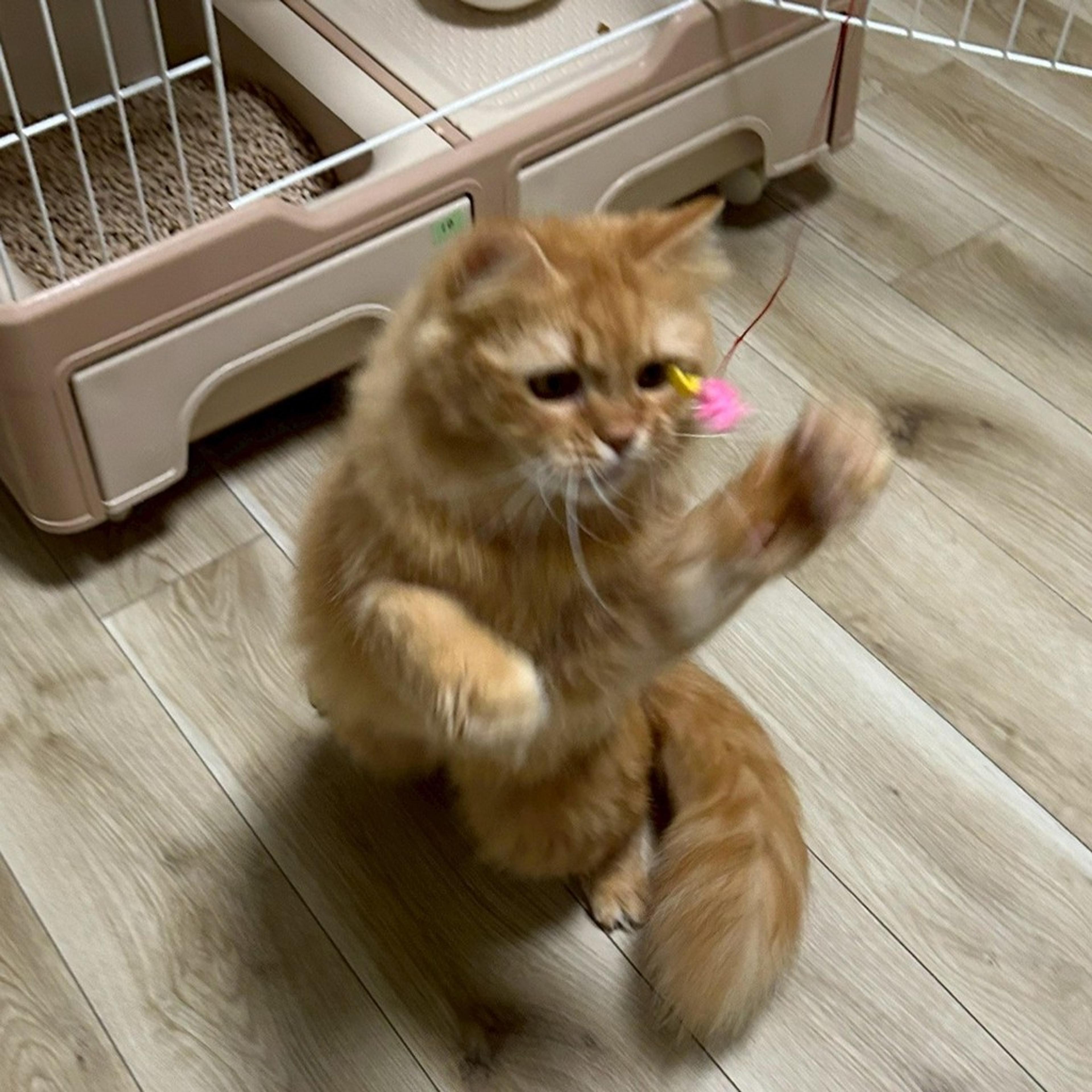 pet-image-5