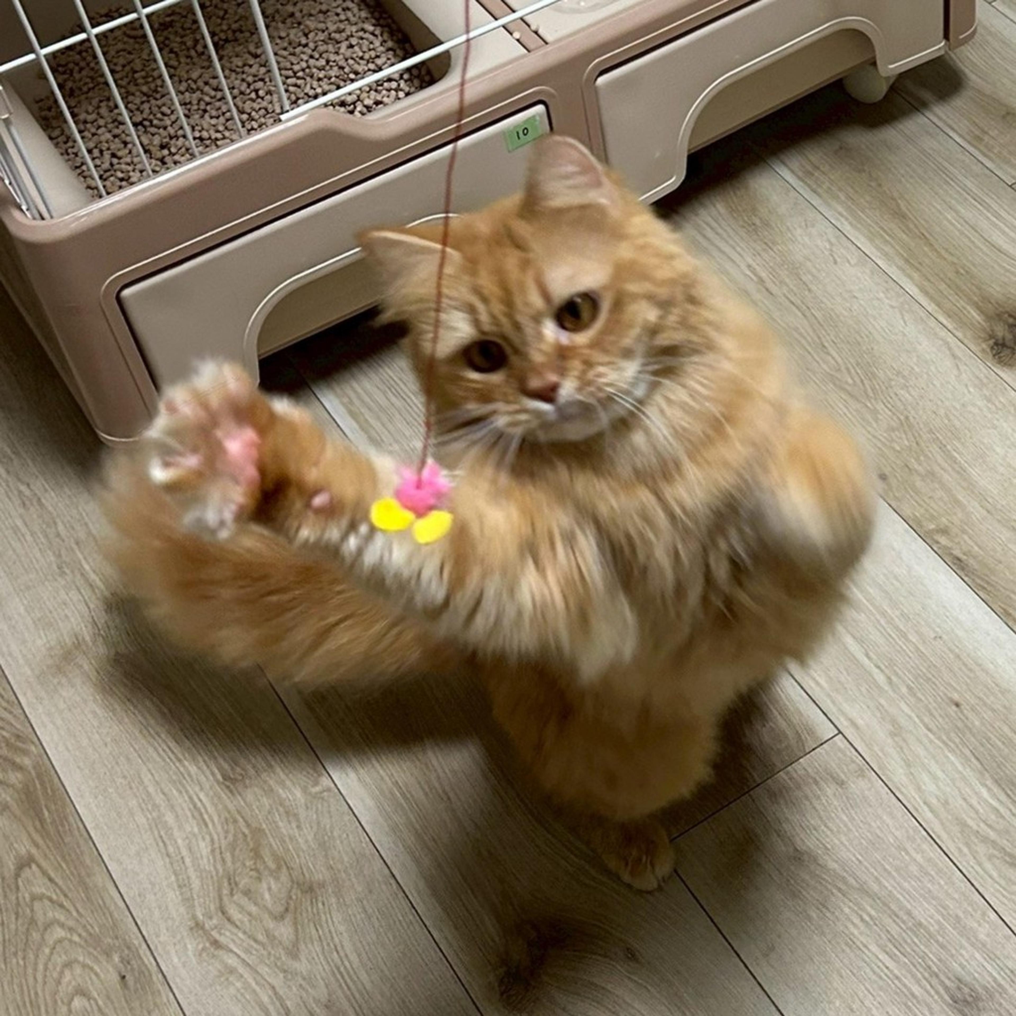 pet-image-6