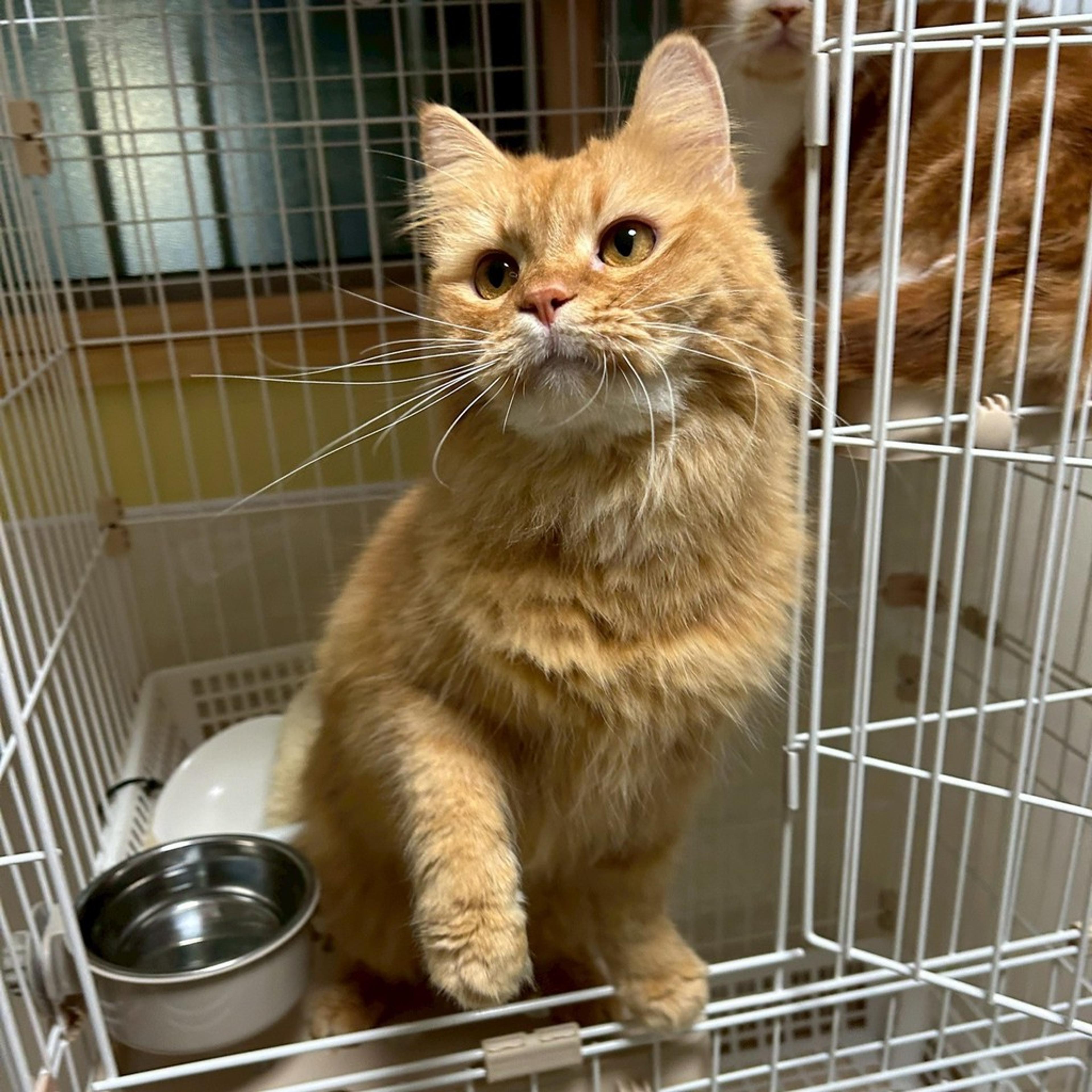 pet-image-8
