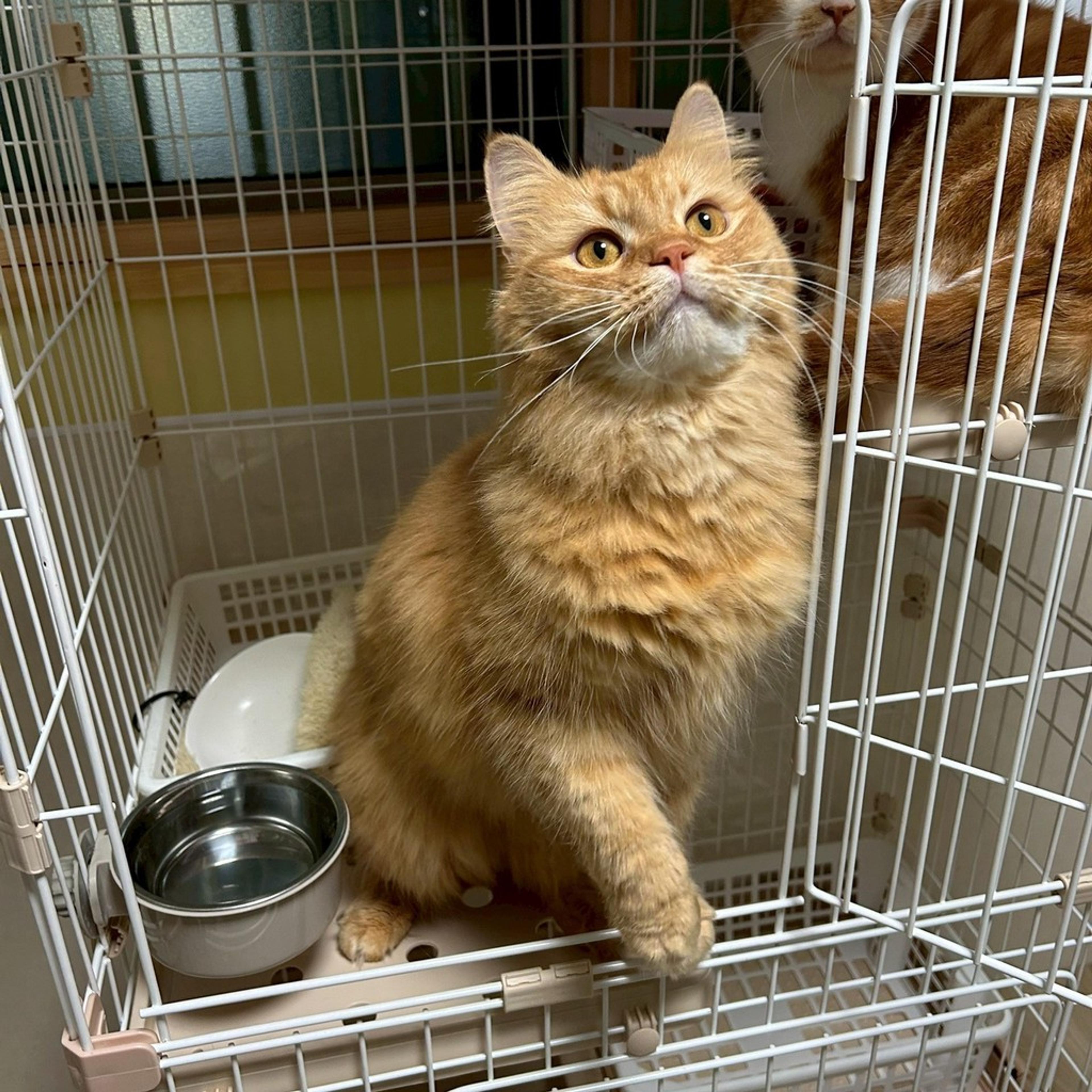 pet-image-9