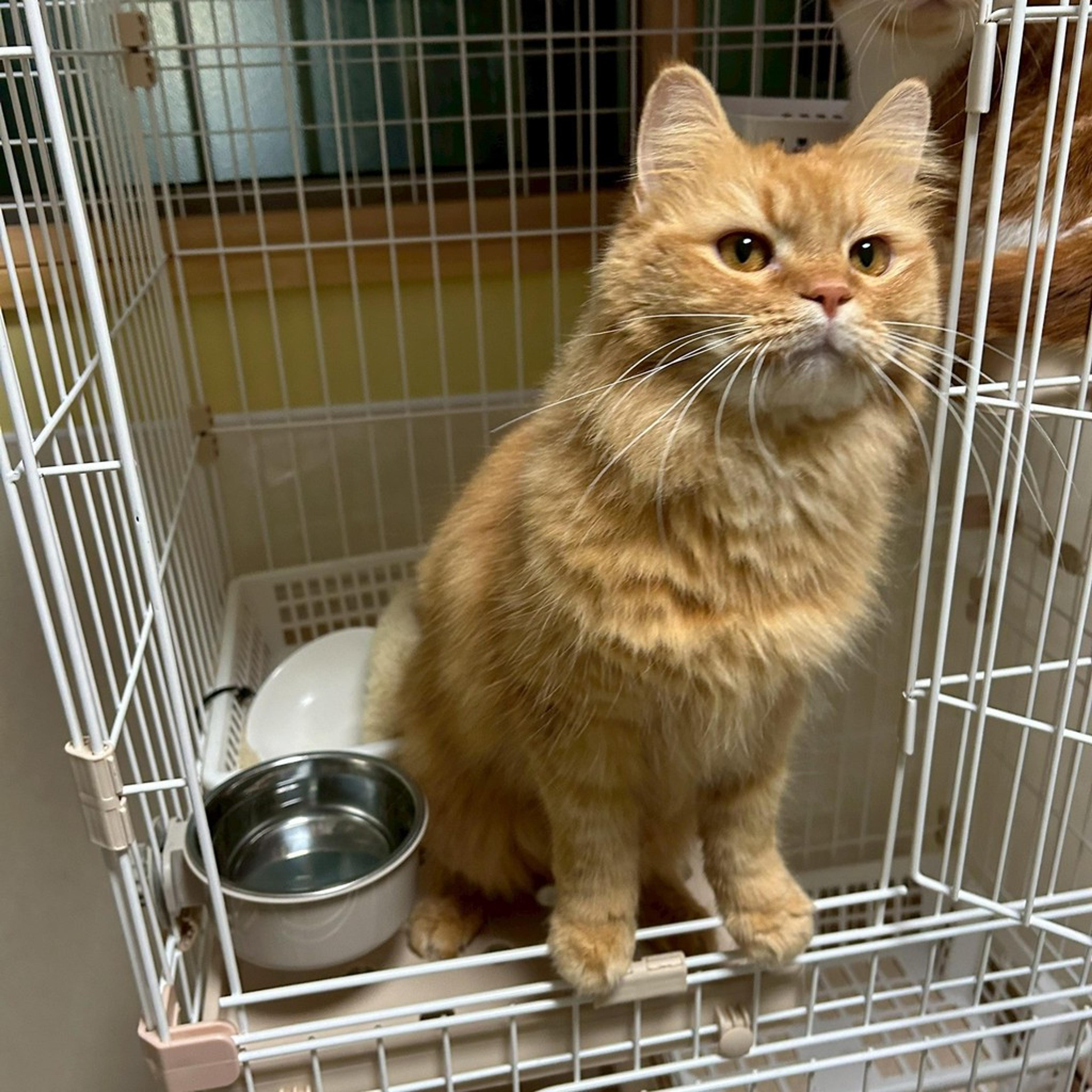pet-image-10
