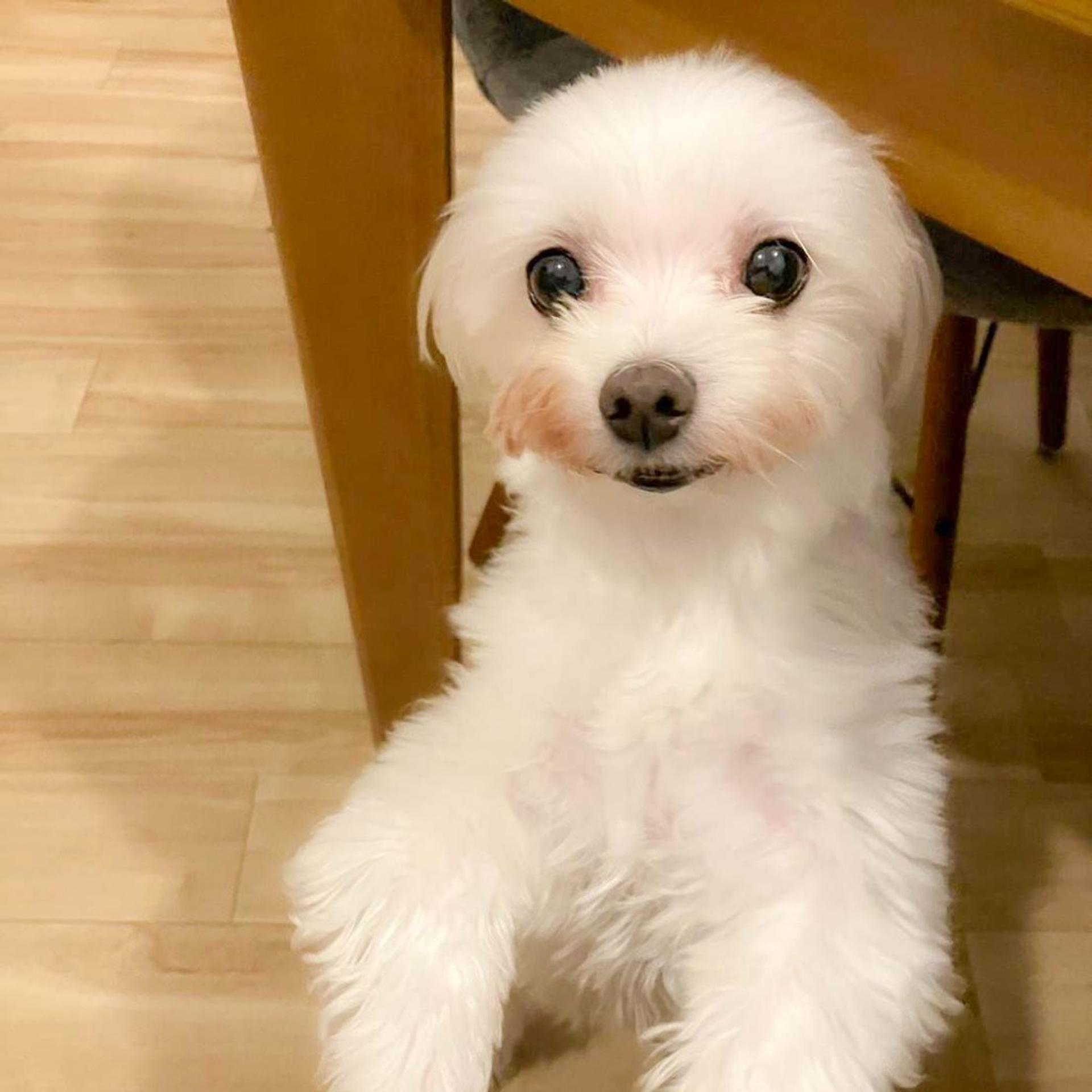 pet-image-2