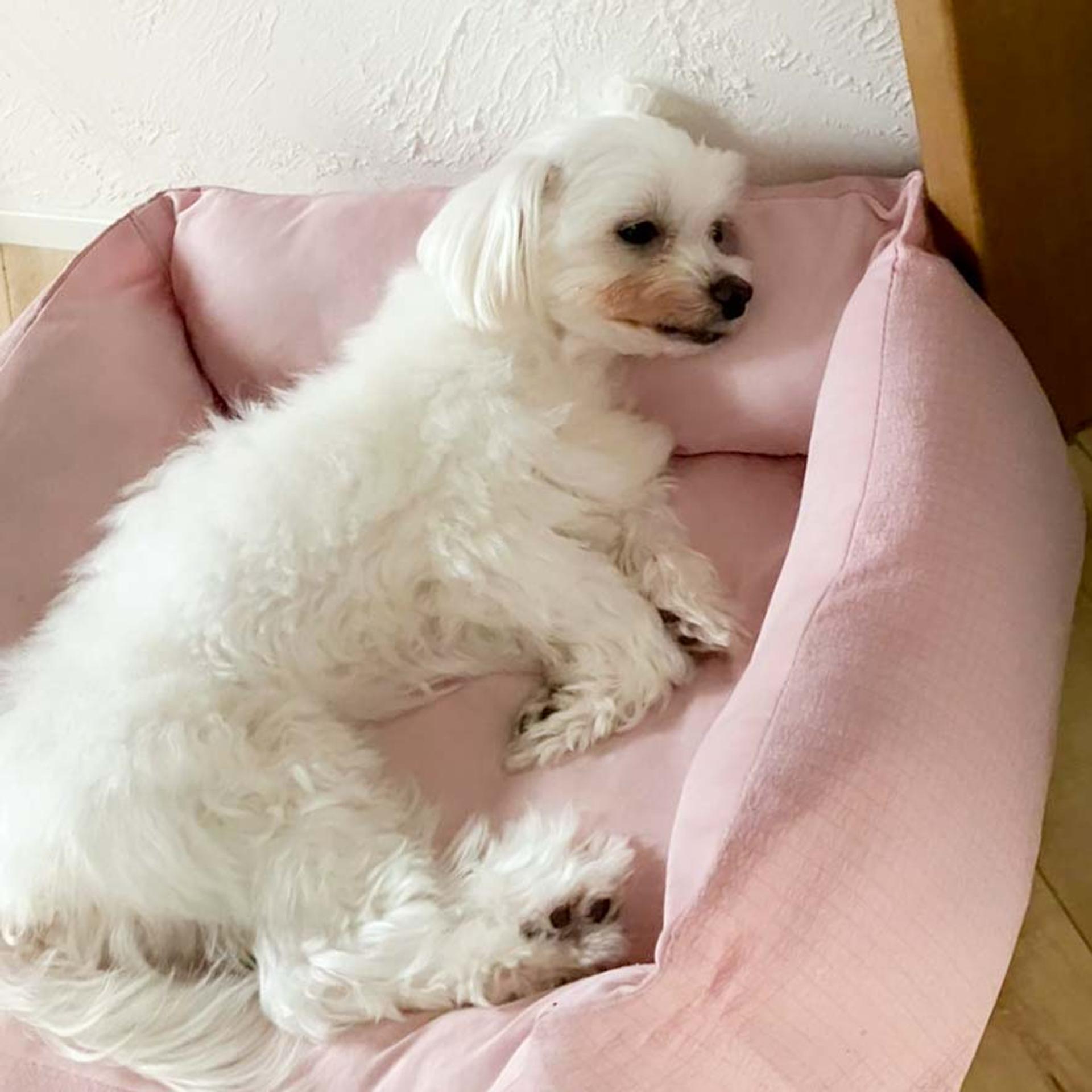 pet-image-4