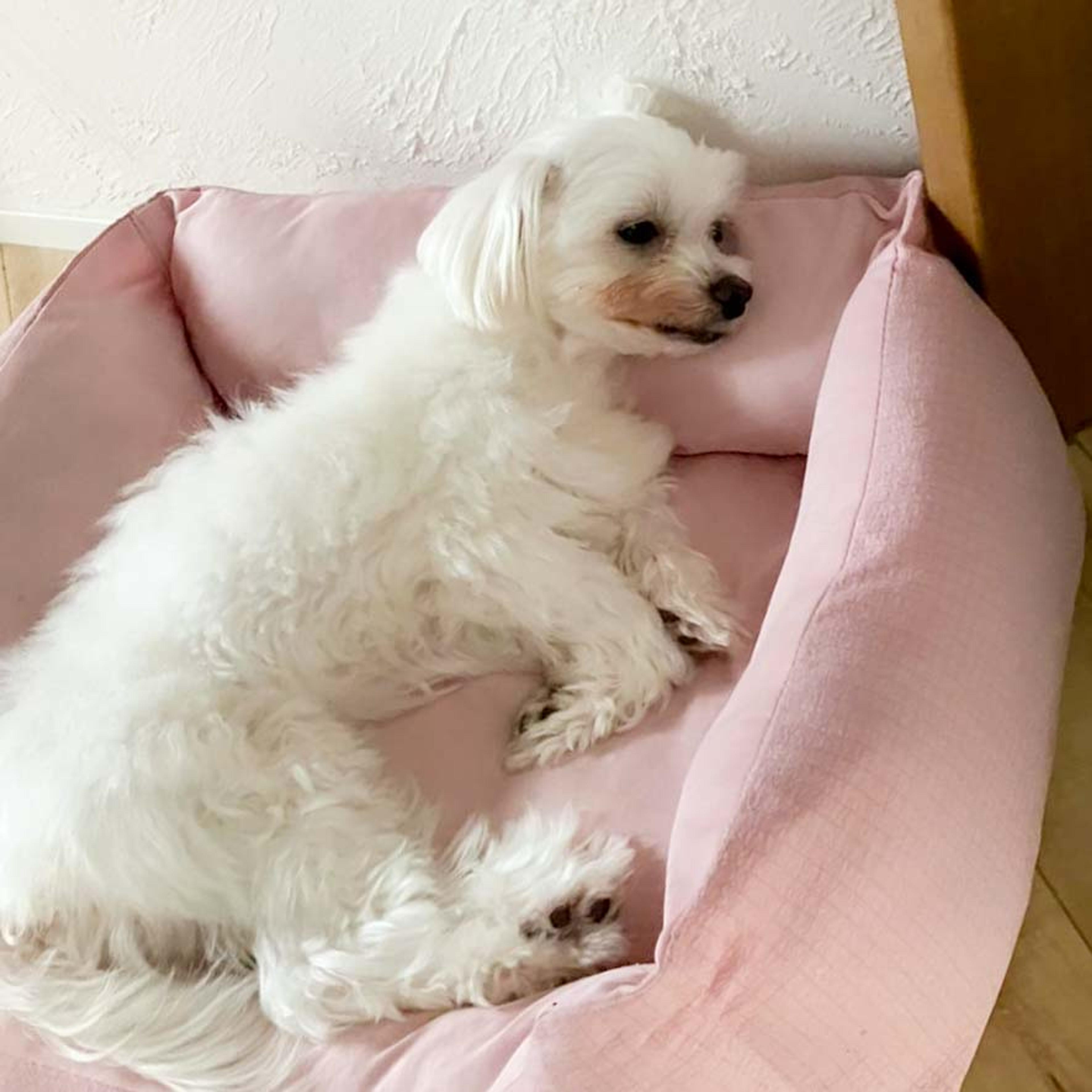 pet-image-4