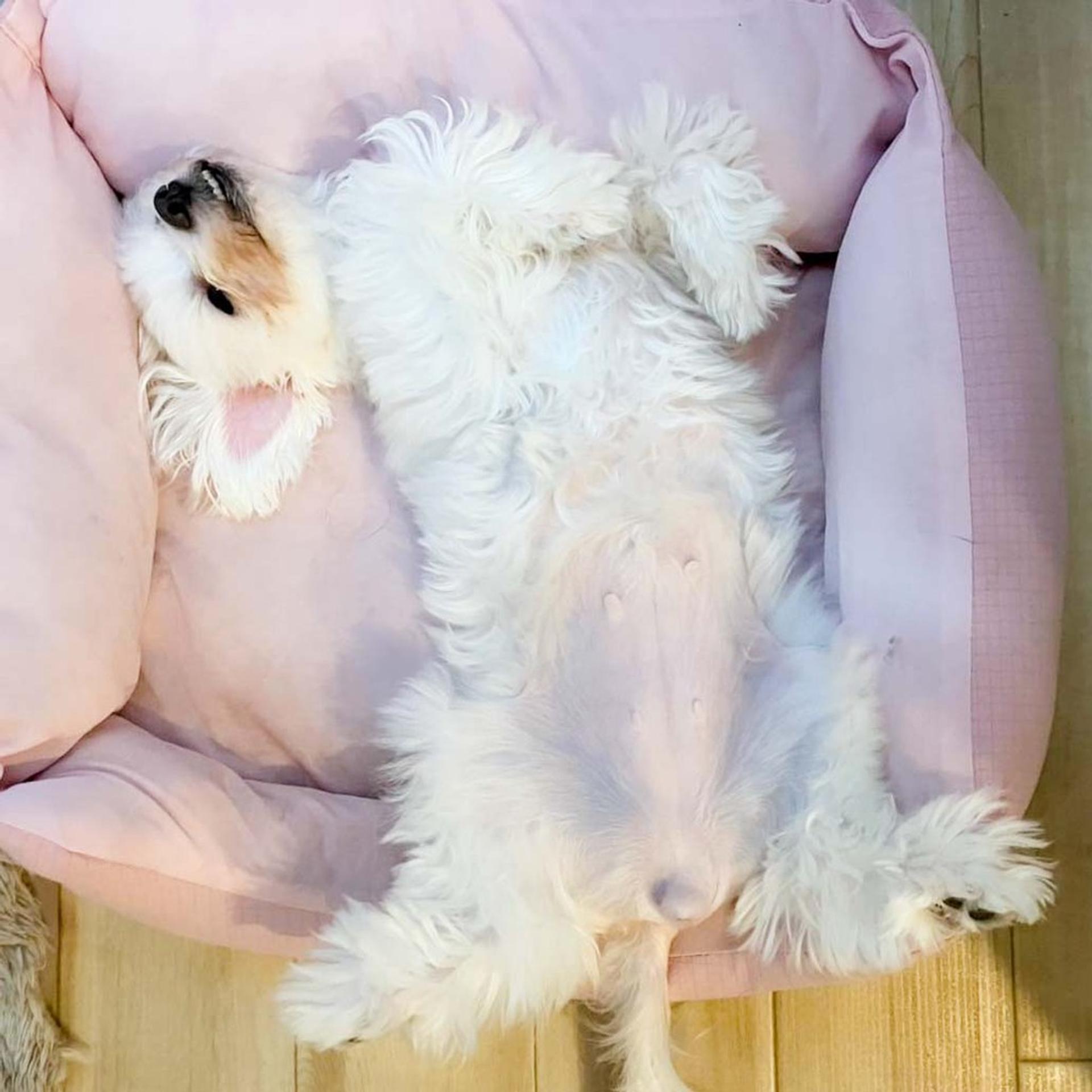 pet-image-6