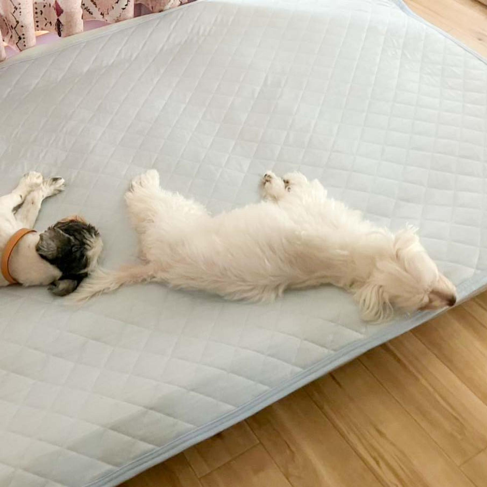 pet-image-7