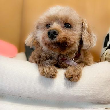 ルーシースティール