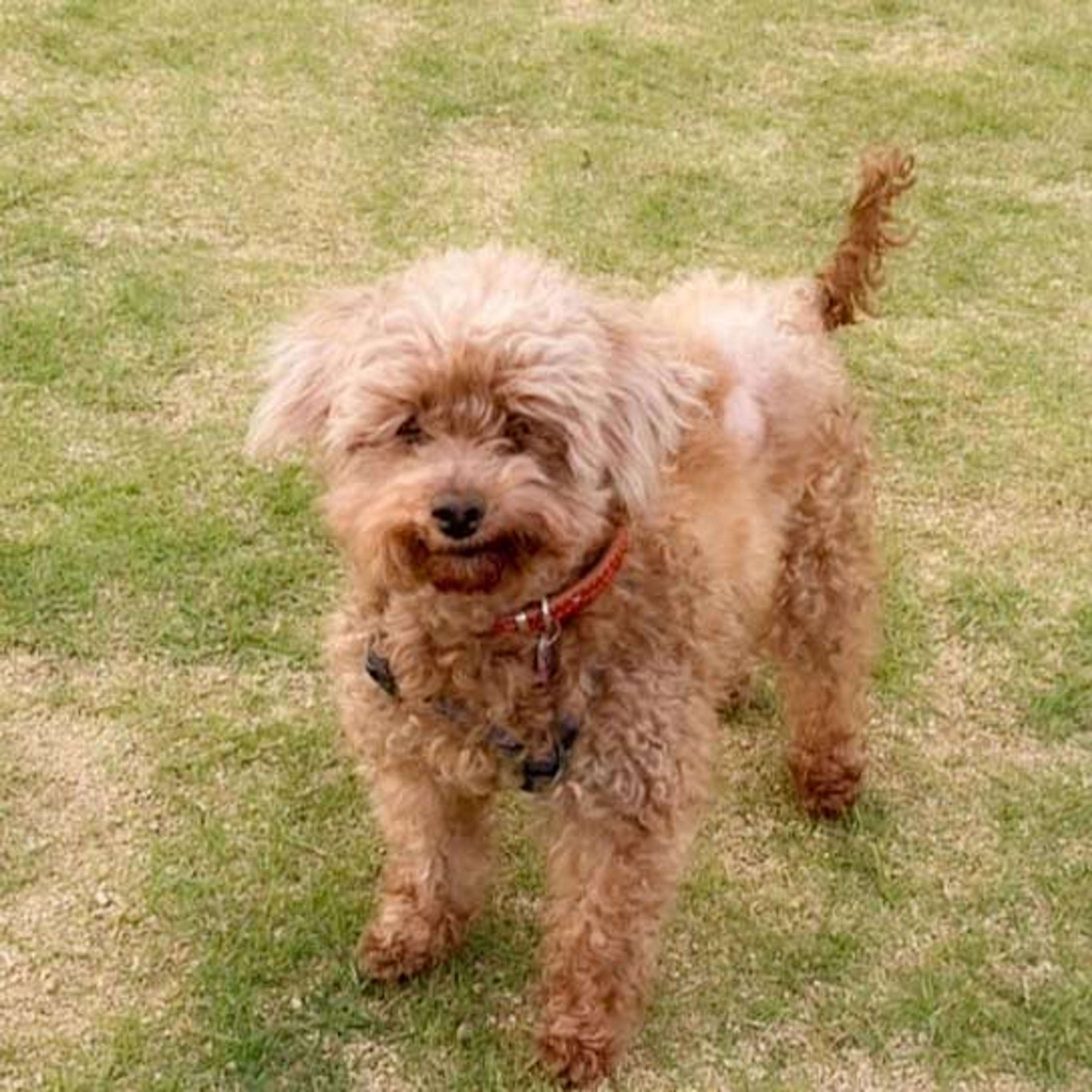 pet-image-3