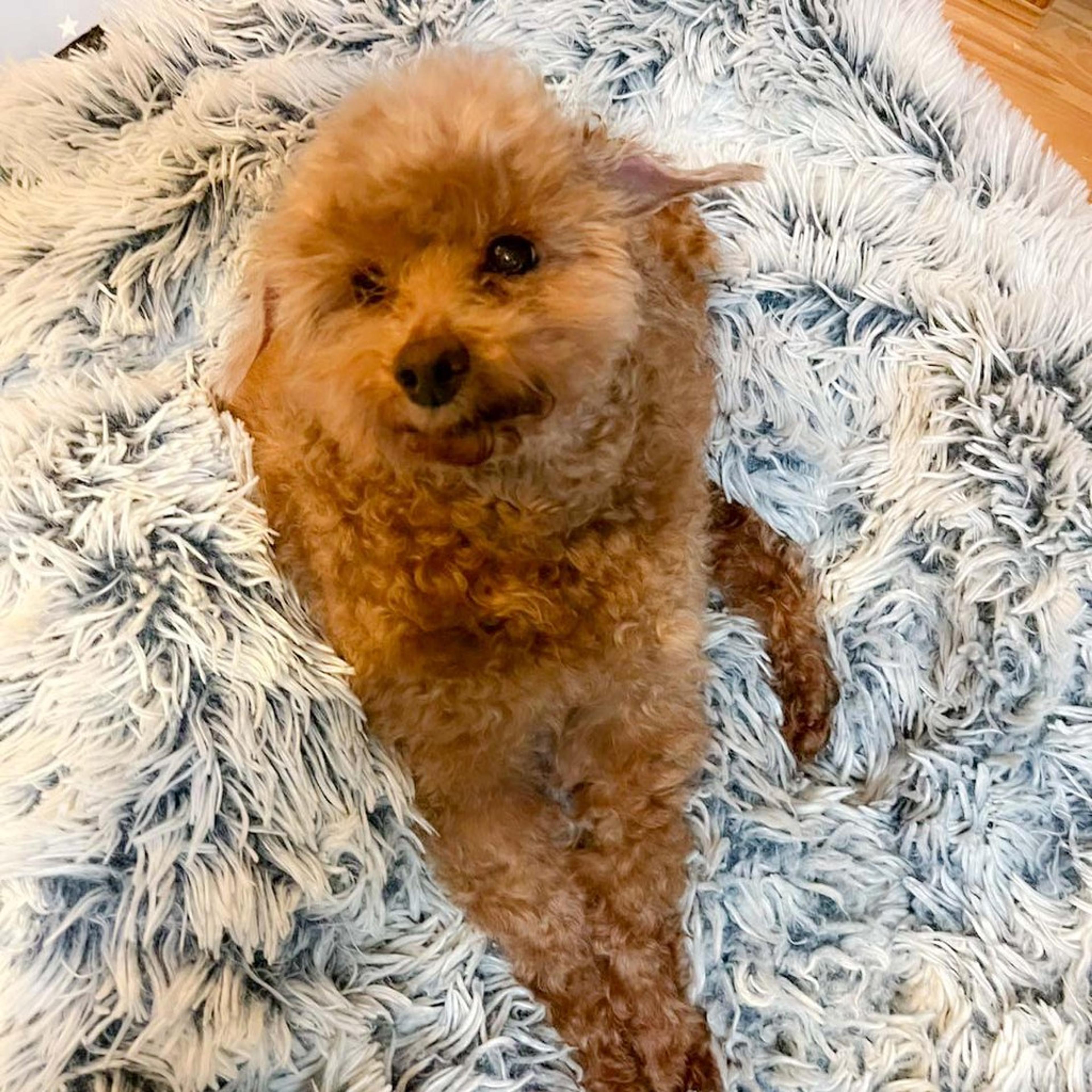 pet-image-4