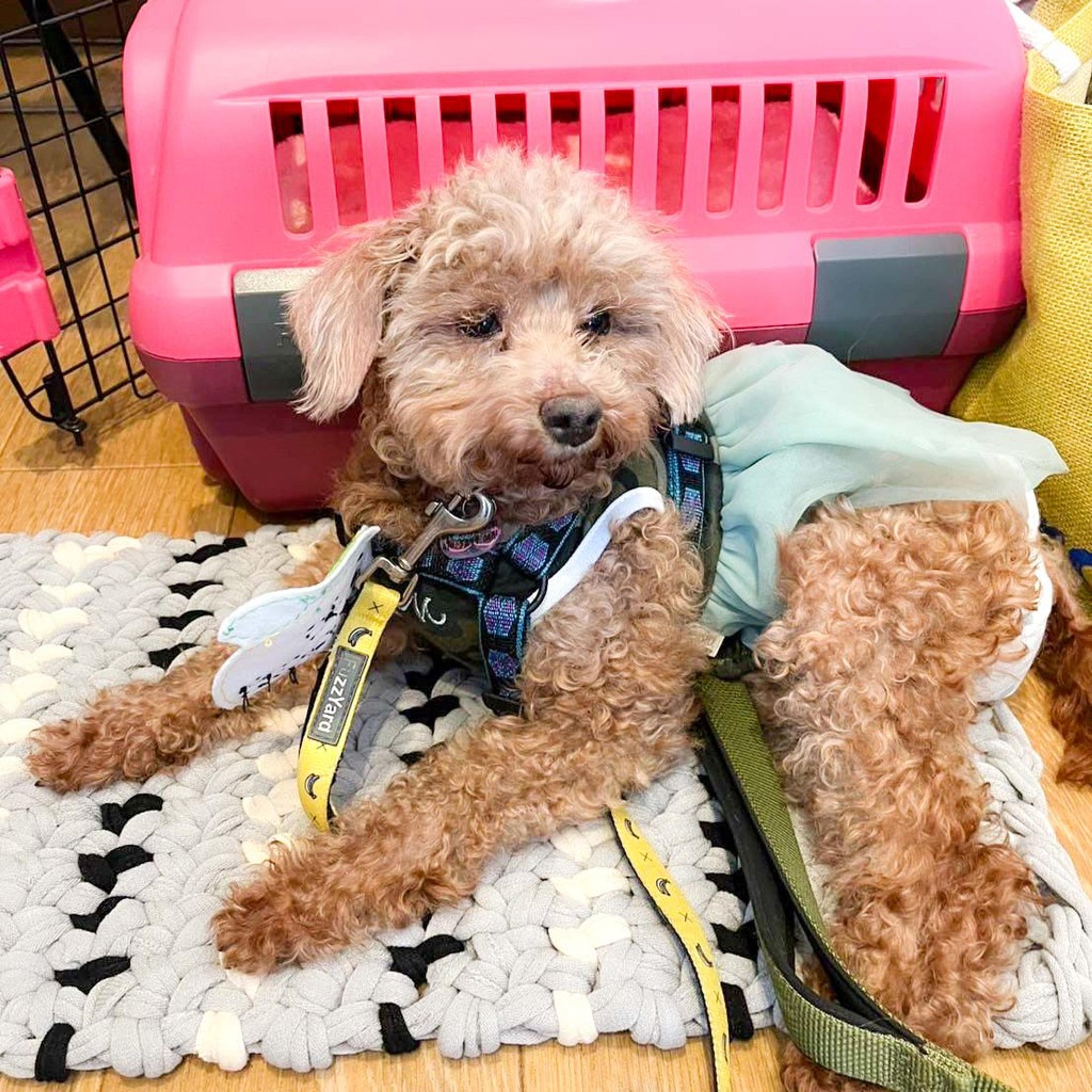 pet-image-5
