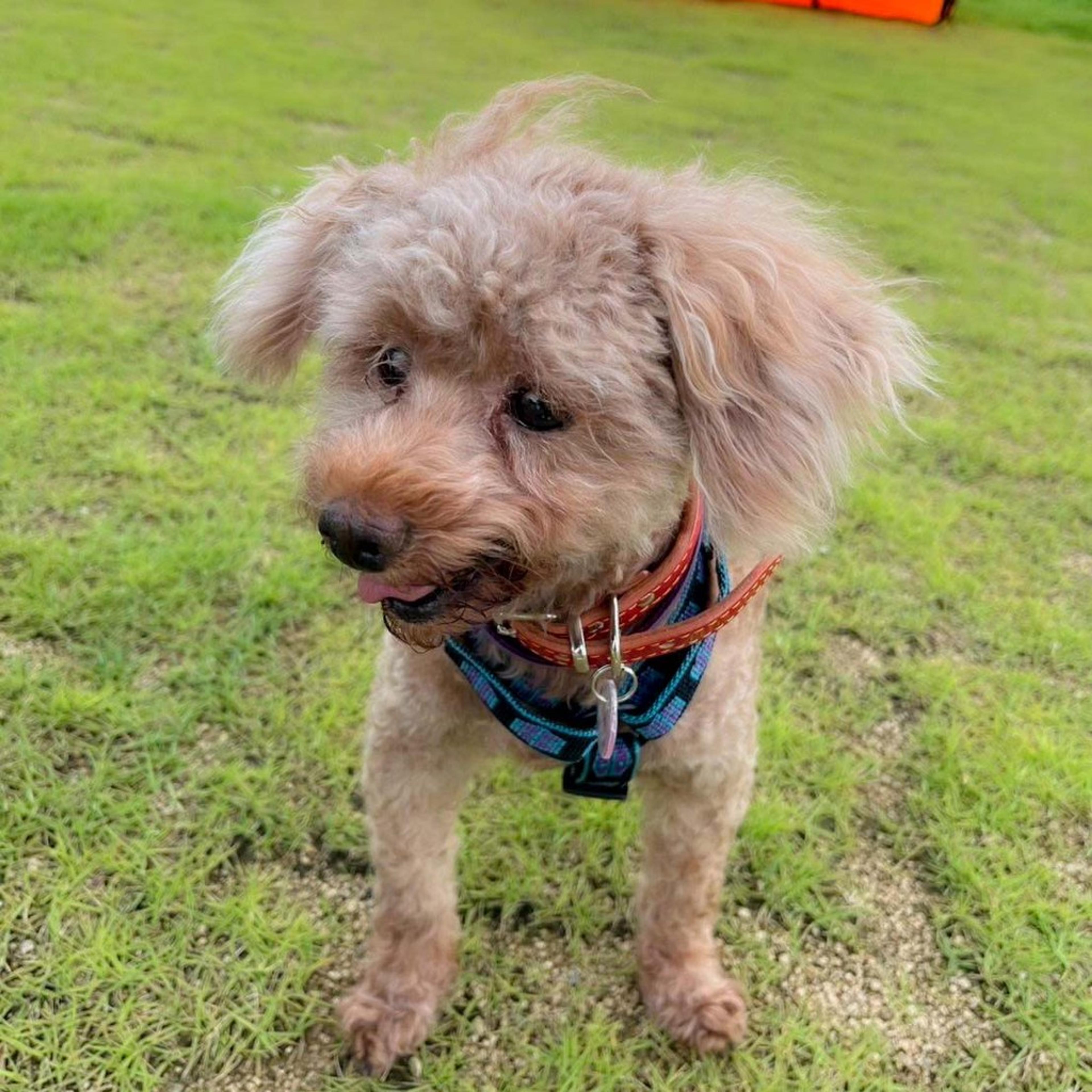 pet-image-6