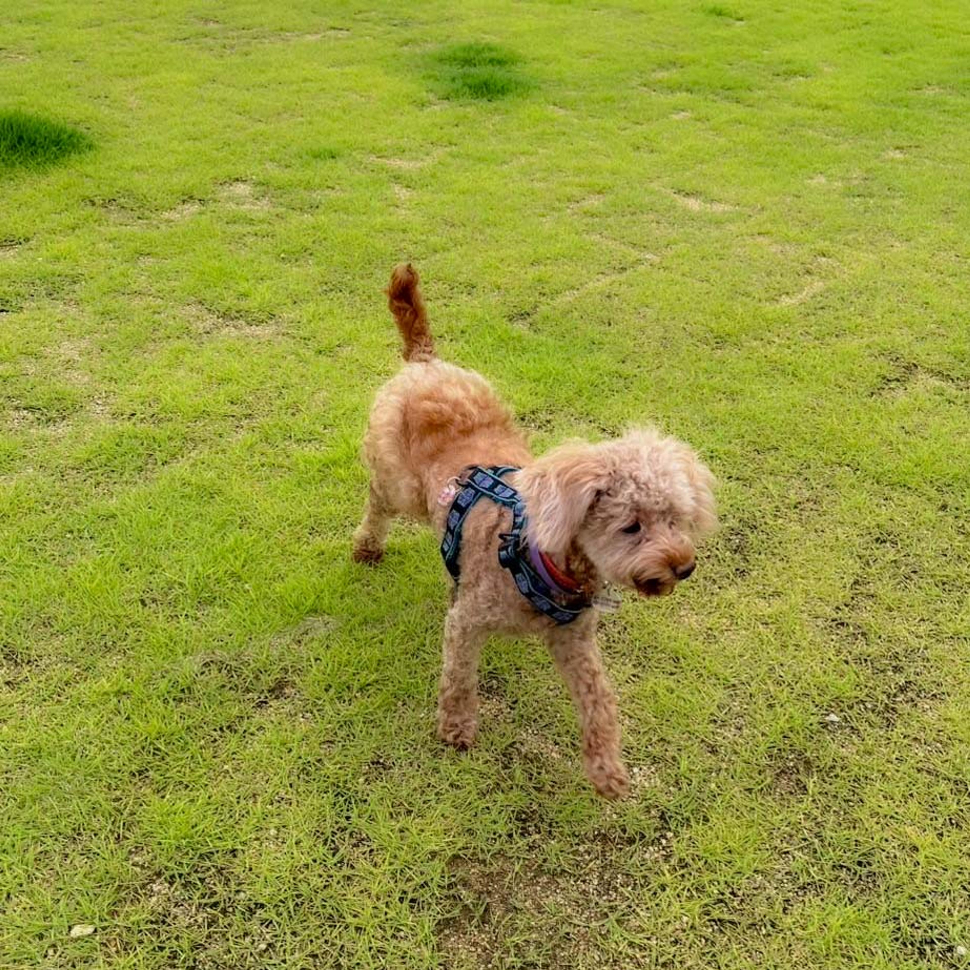 pet-image-8
