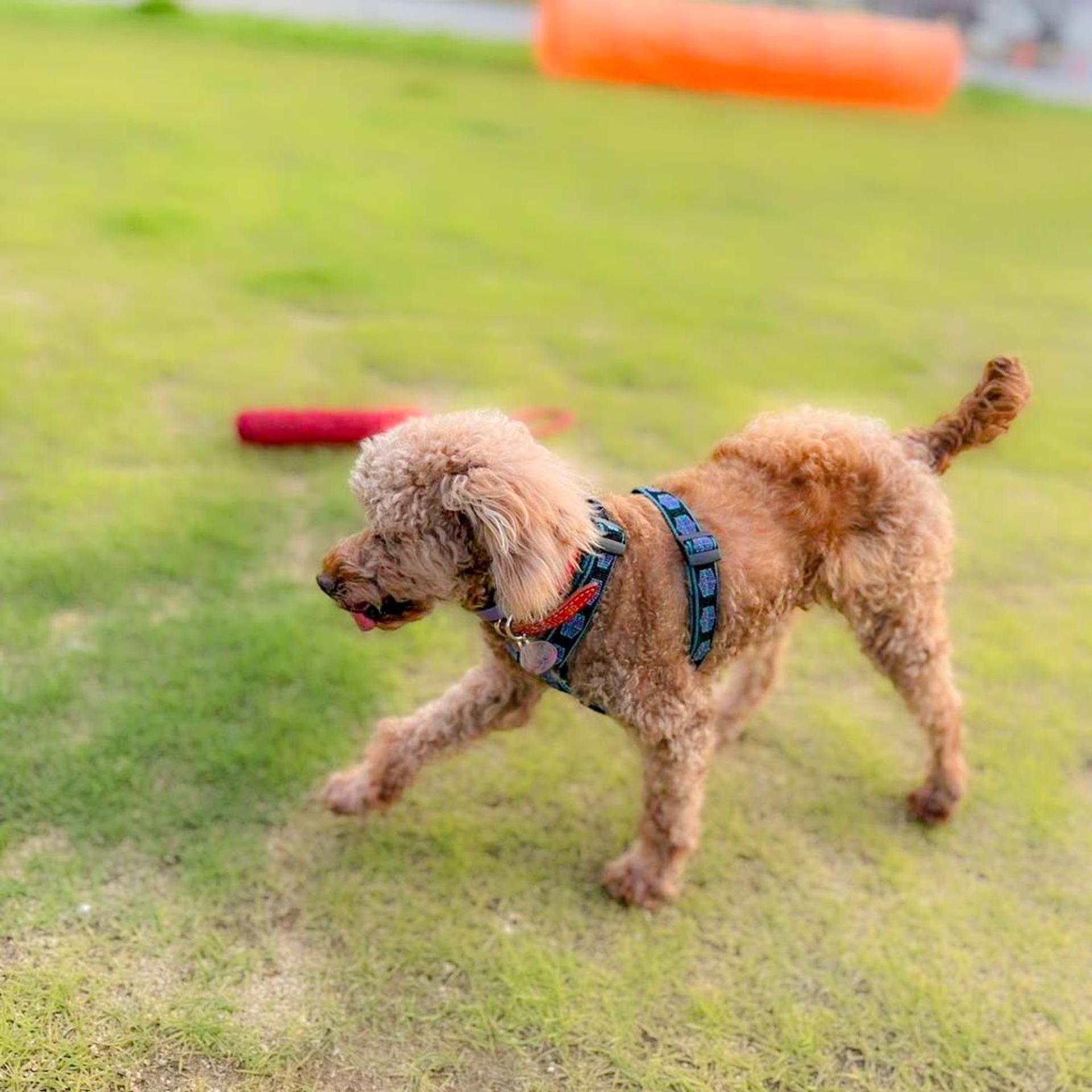 pet-image-10