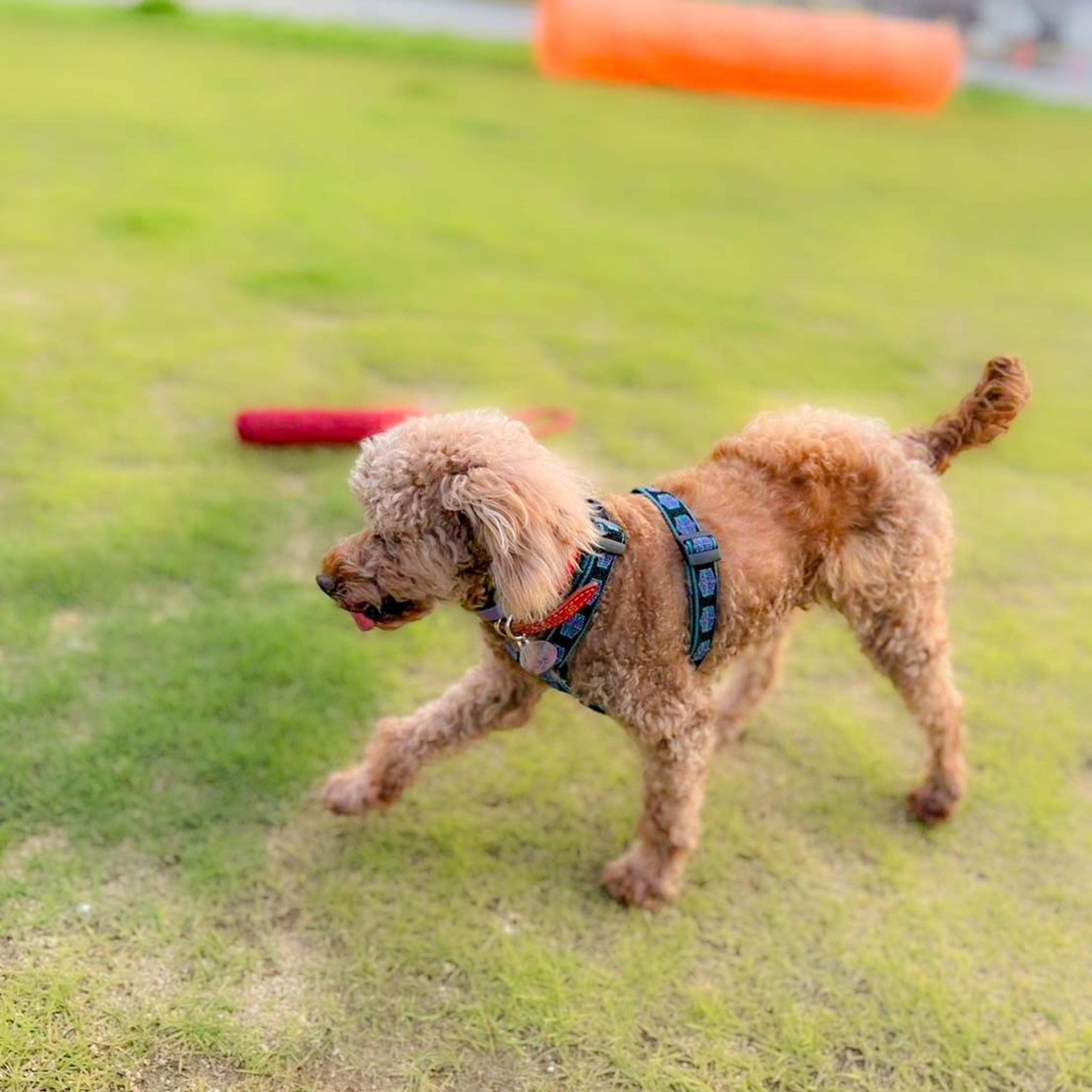 pet-image-10