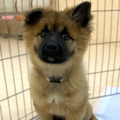 雑種（ミックス犬）・オスの里親募集の写真