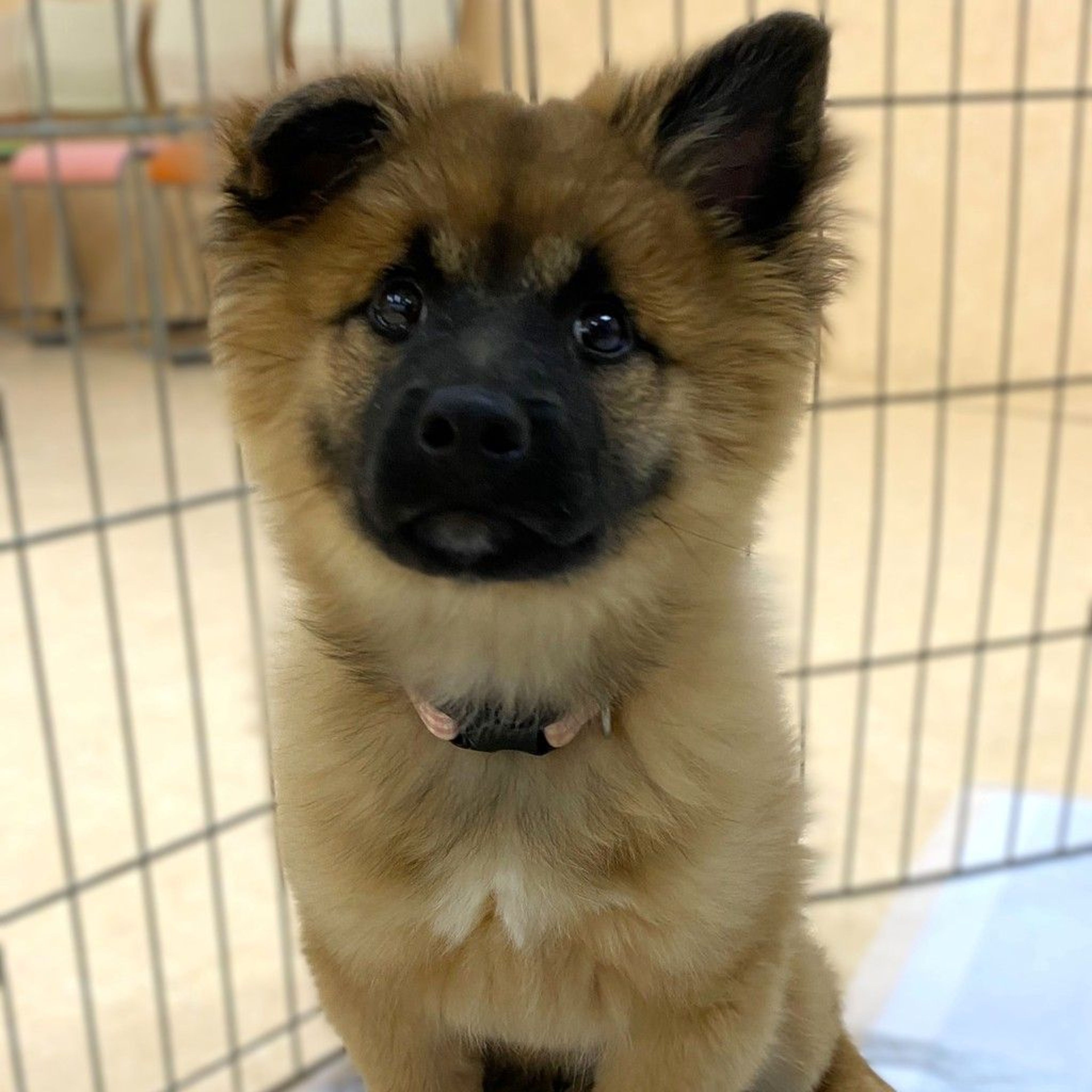 雑種（ミックス犬）・オスの里親募集の写真