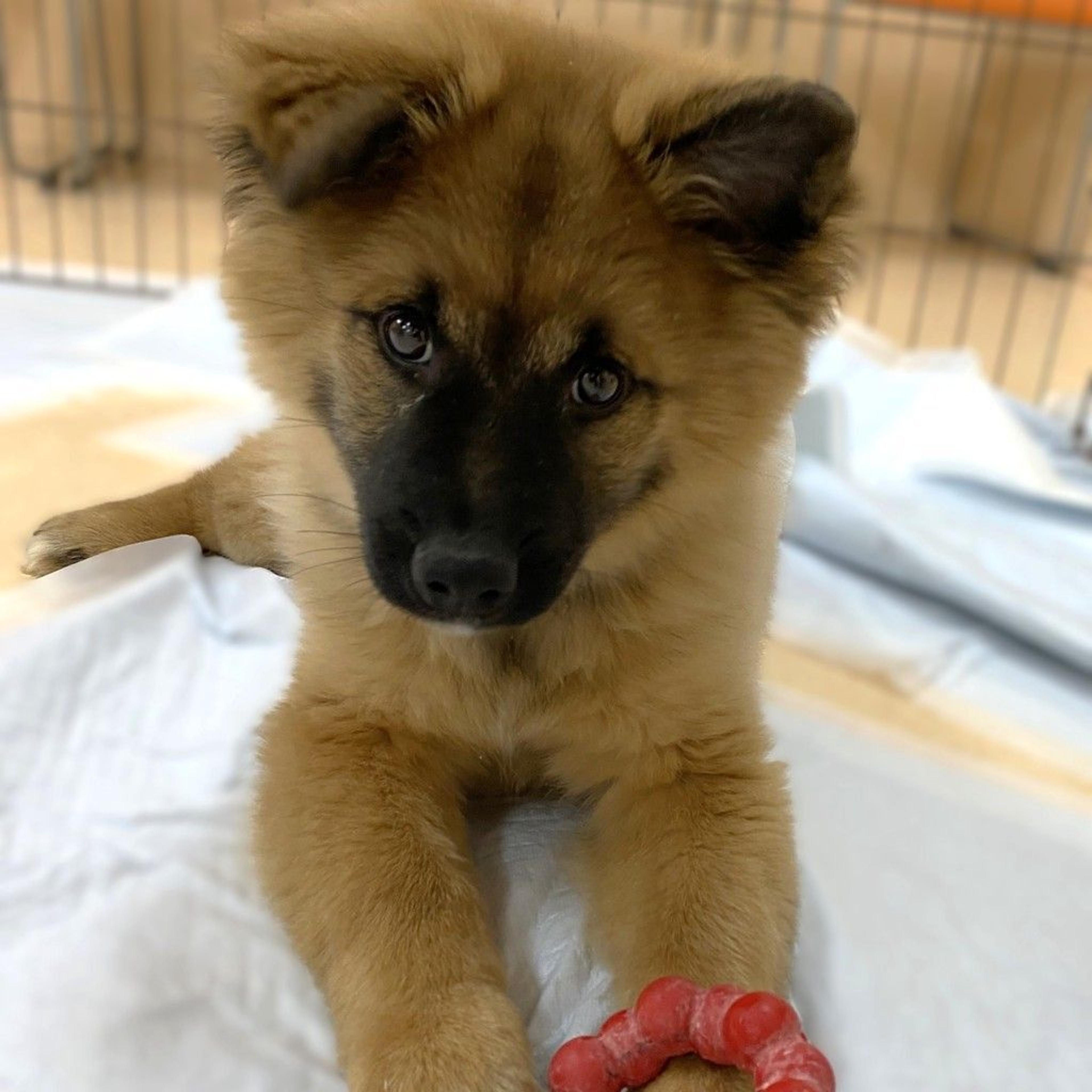 pet-image-3