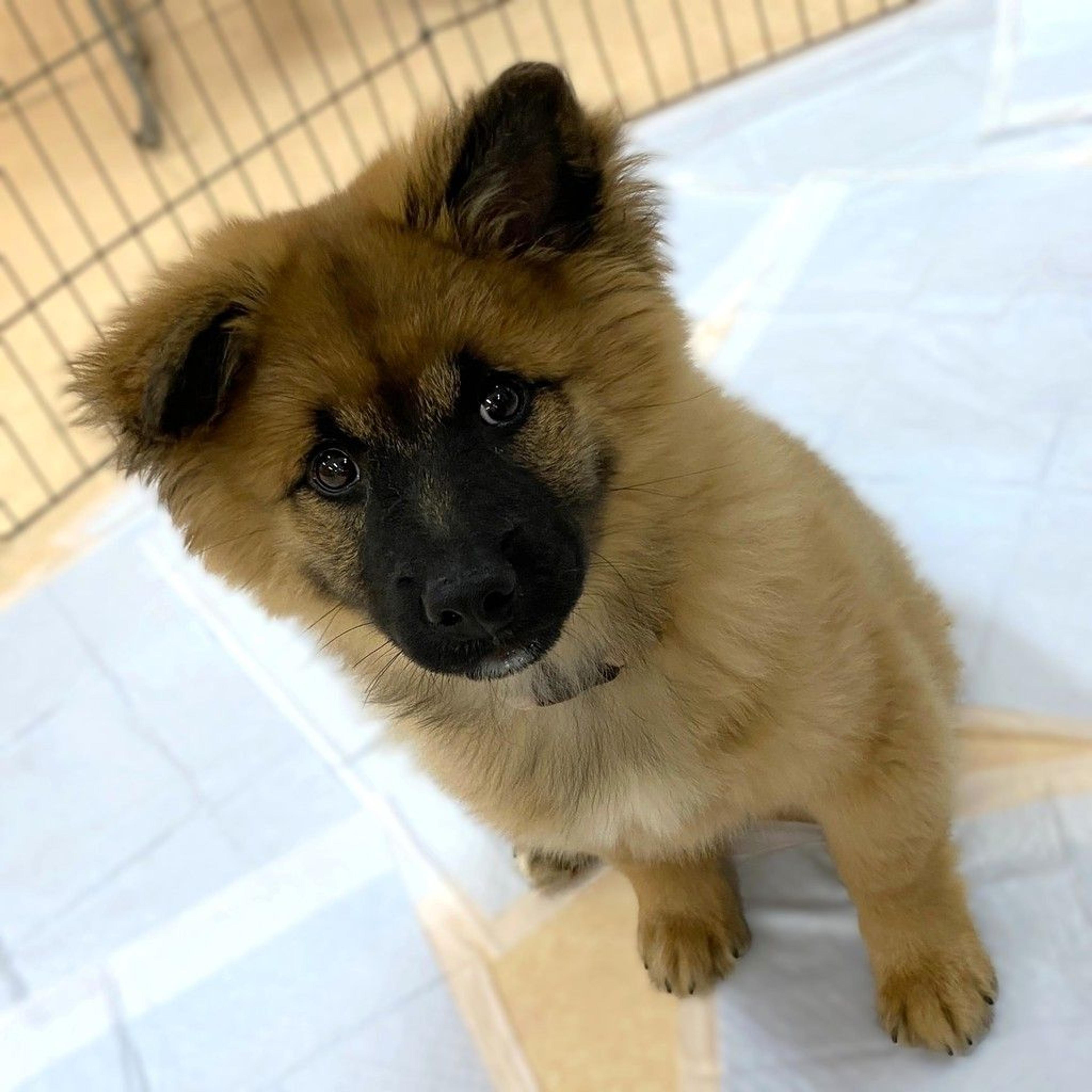 pet-image-4