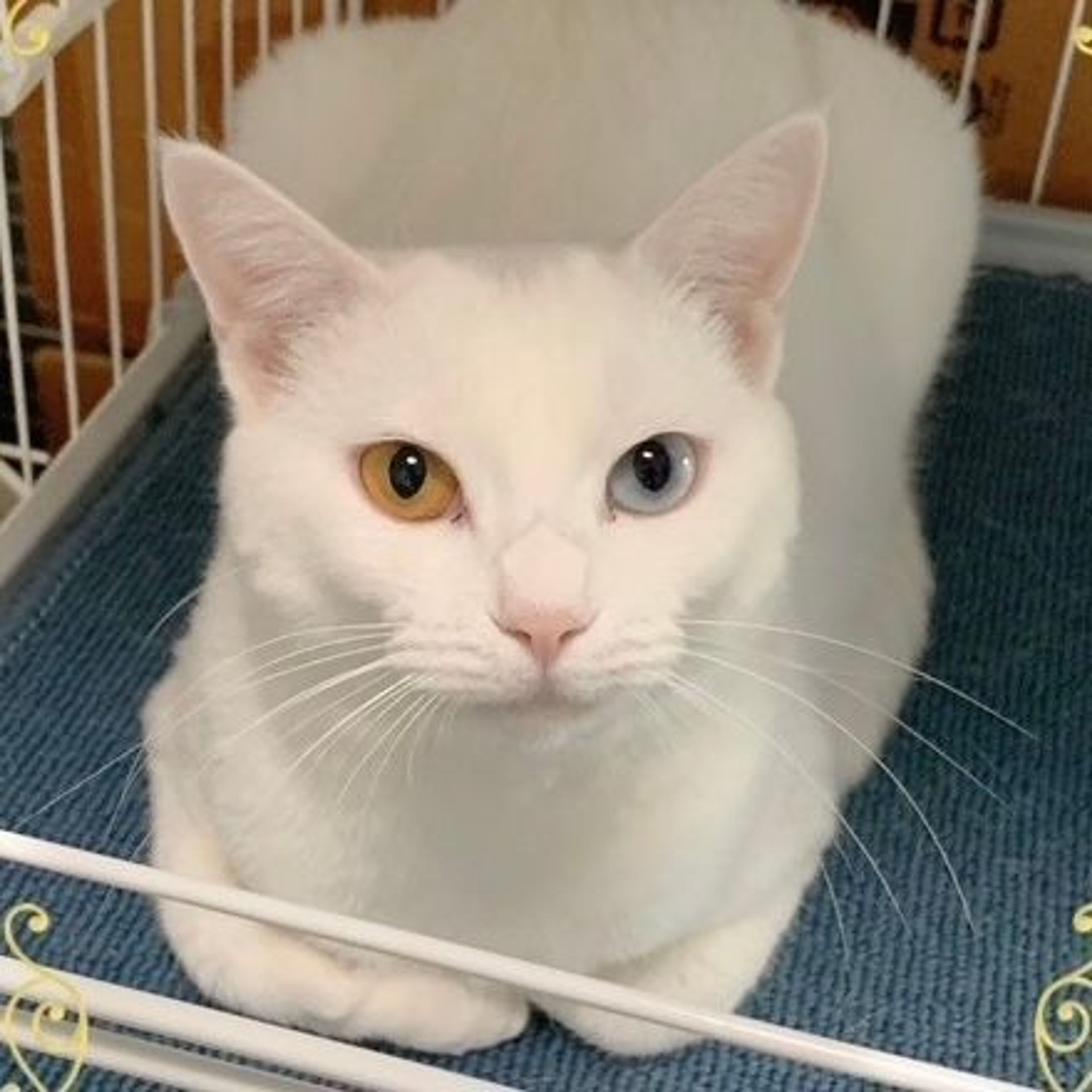 雑種（ミックス猫）・メスの里親募集の写真